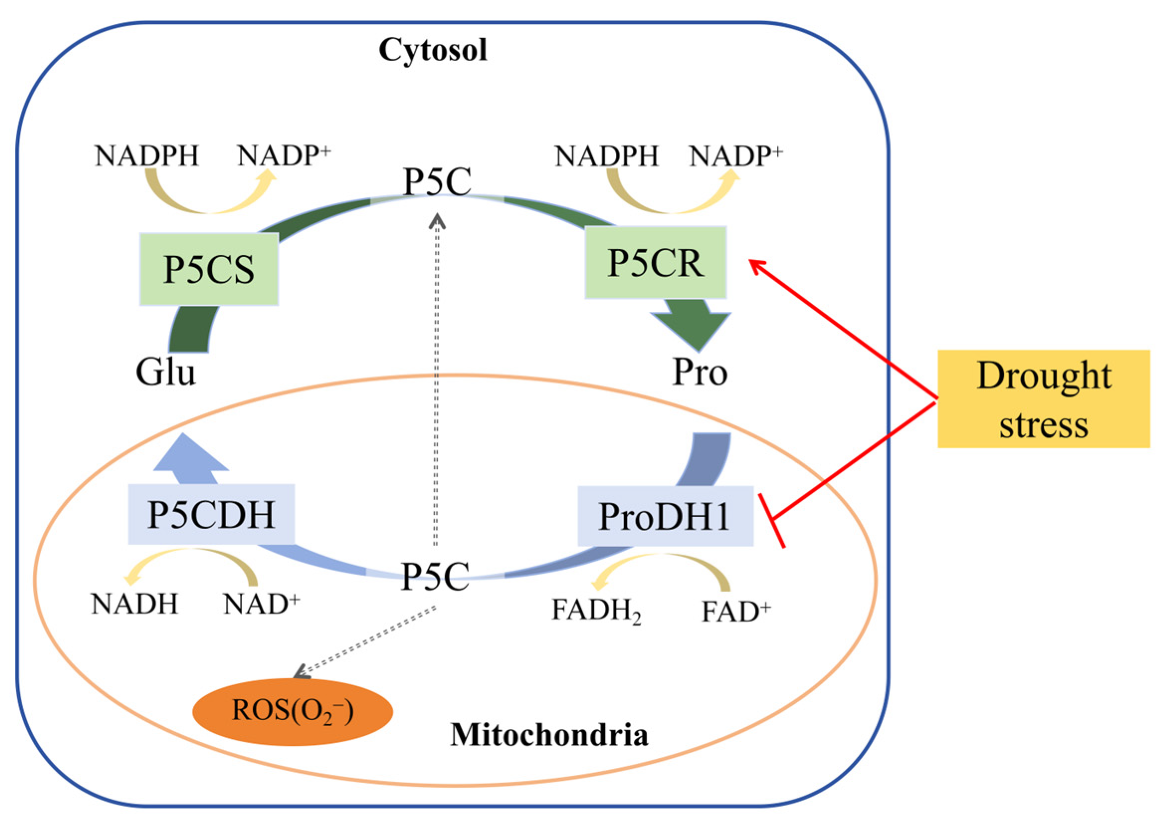 The Proline Dehydrogenase Gene CsProDH1 Regulates