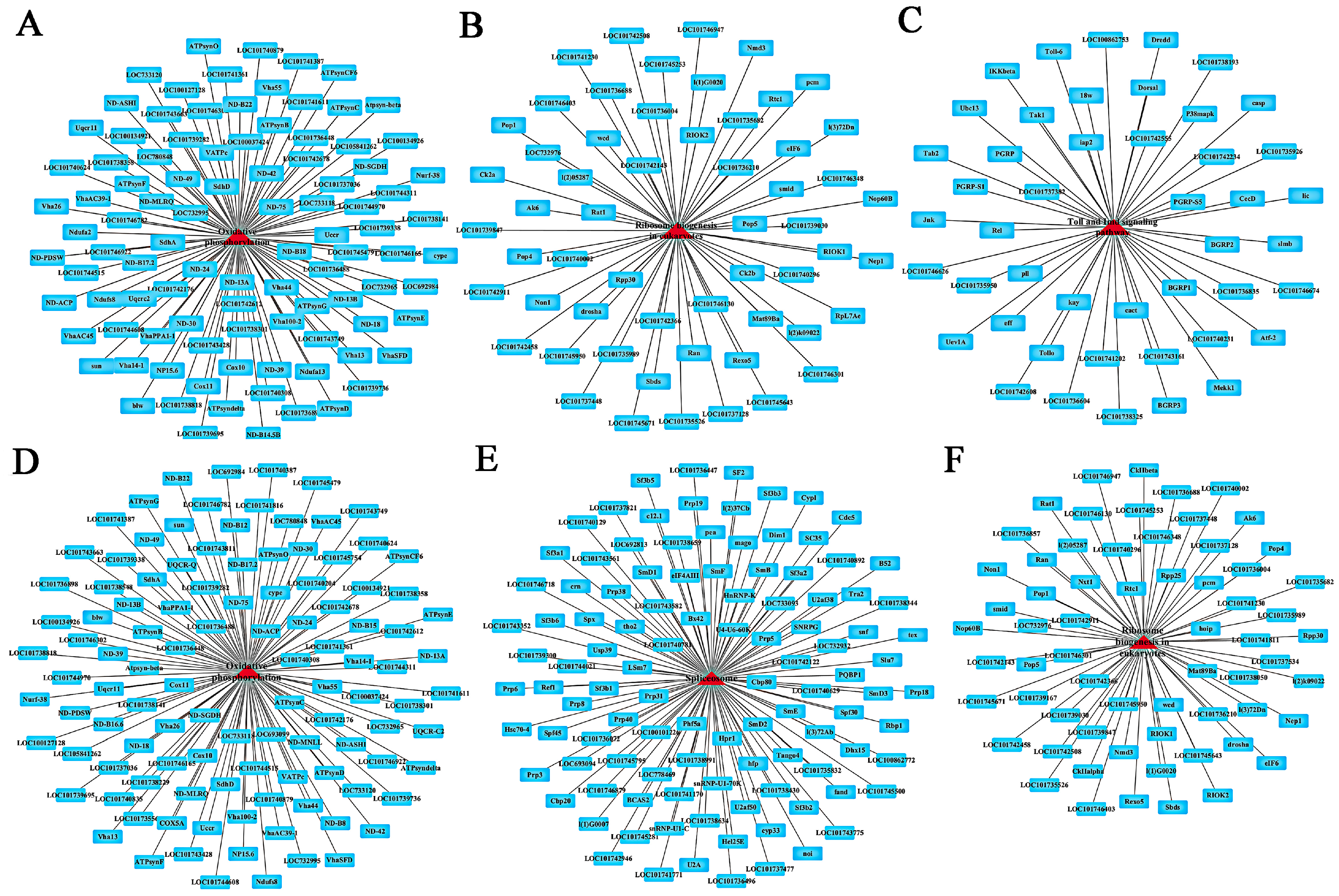 MiRNA Omics Reveal the Mechanisms of the Dual Effects of