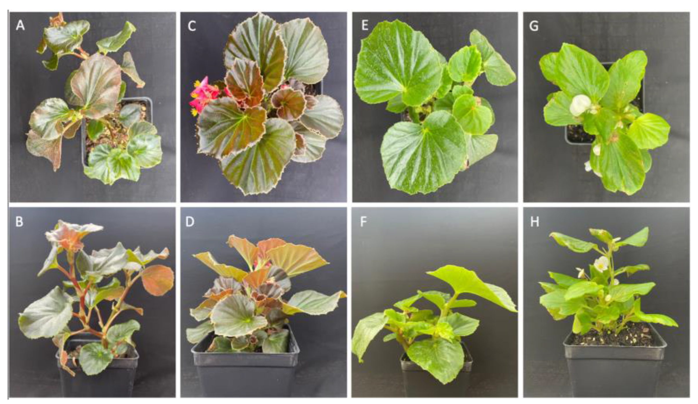 Investigating Morphological and Physiological Responses to