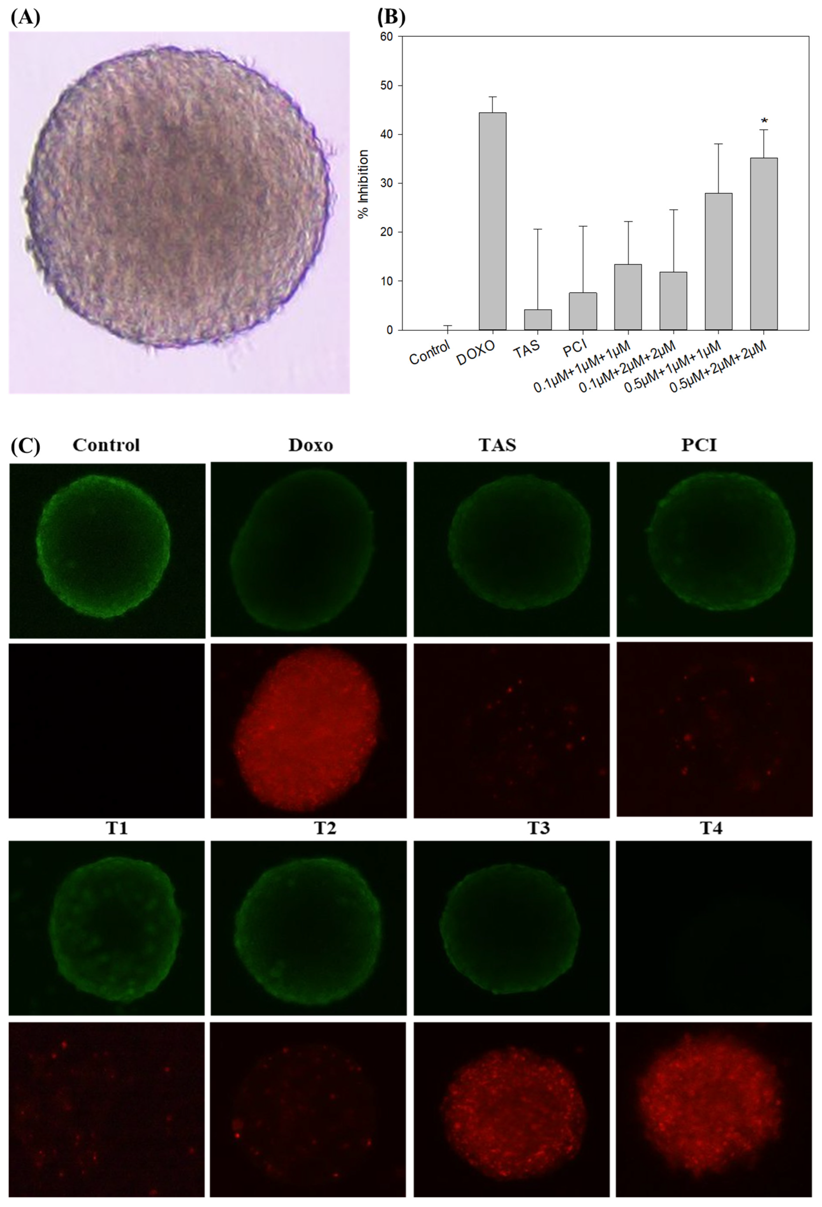 Synergistic HDAC4/8 Inhibition Sensitizes Osteosarcoma to