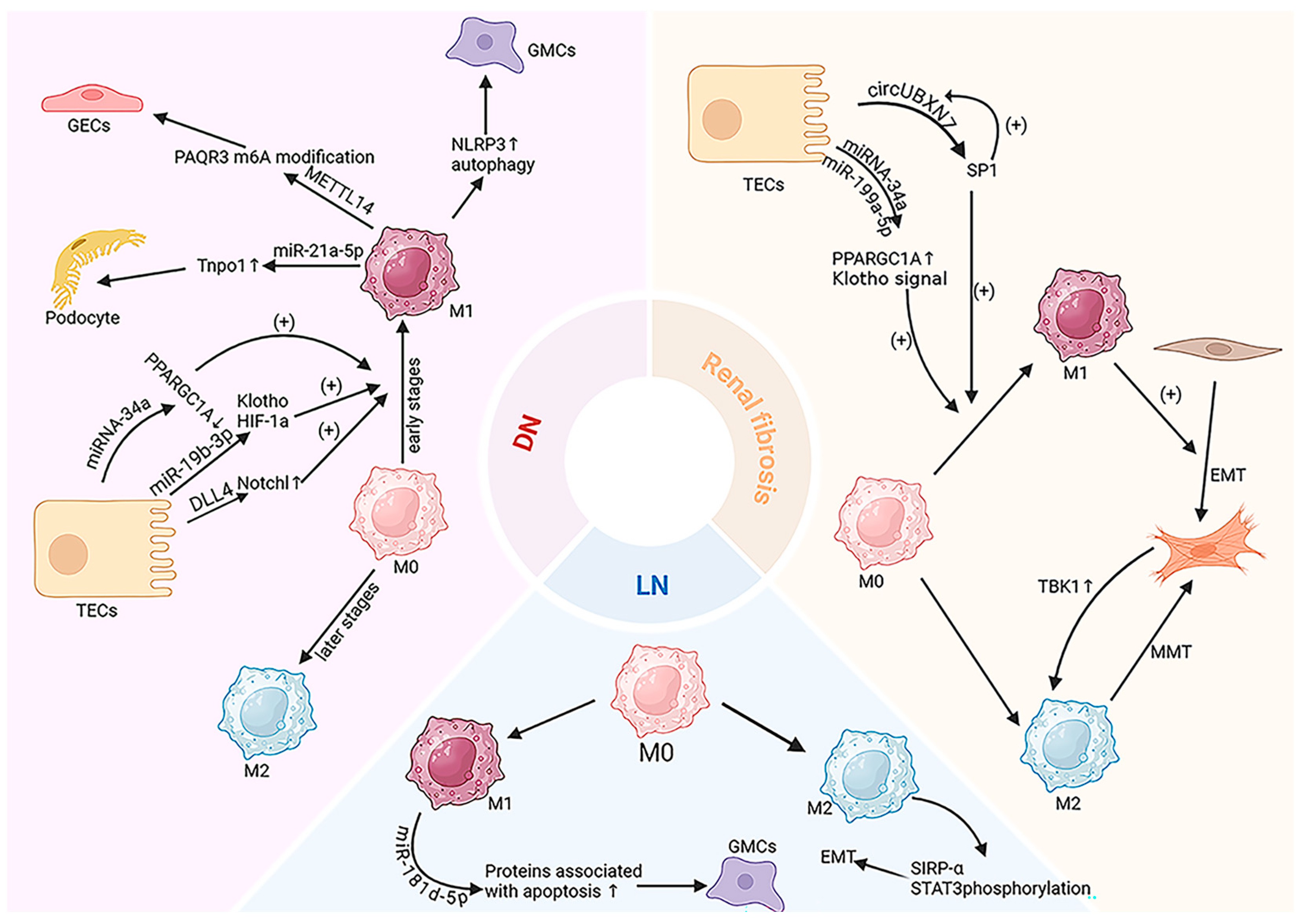 Extracellular Vesicles in Renal Inflammatory Diseases