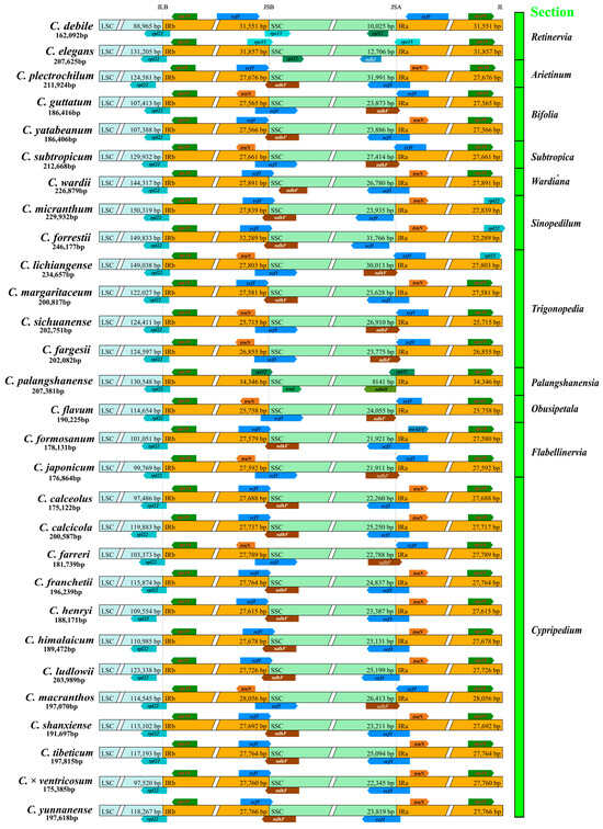 50%OFF Comparative Analysis of the Chloroplast Genomes of メンテナンス