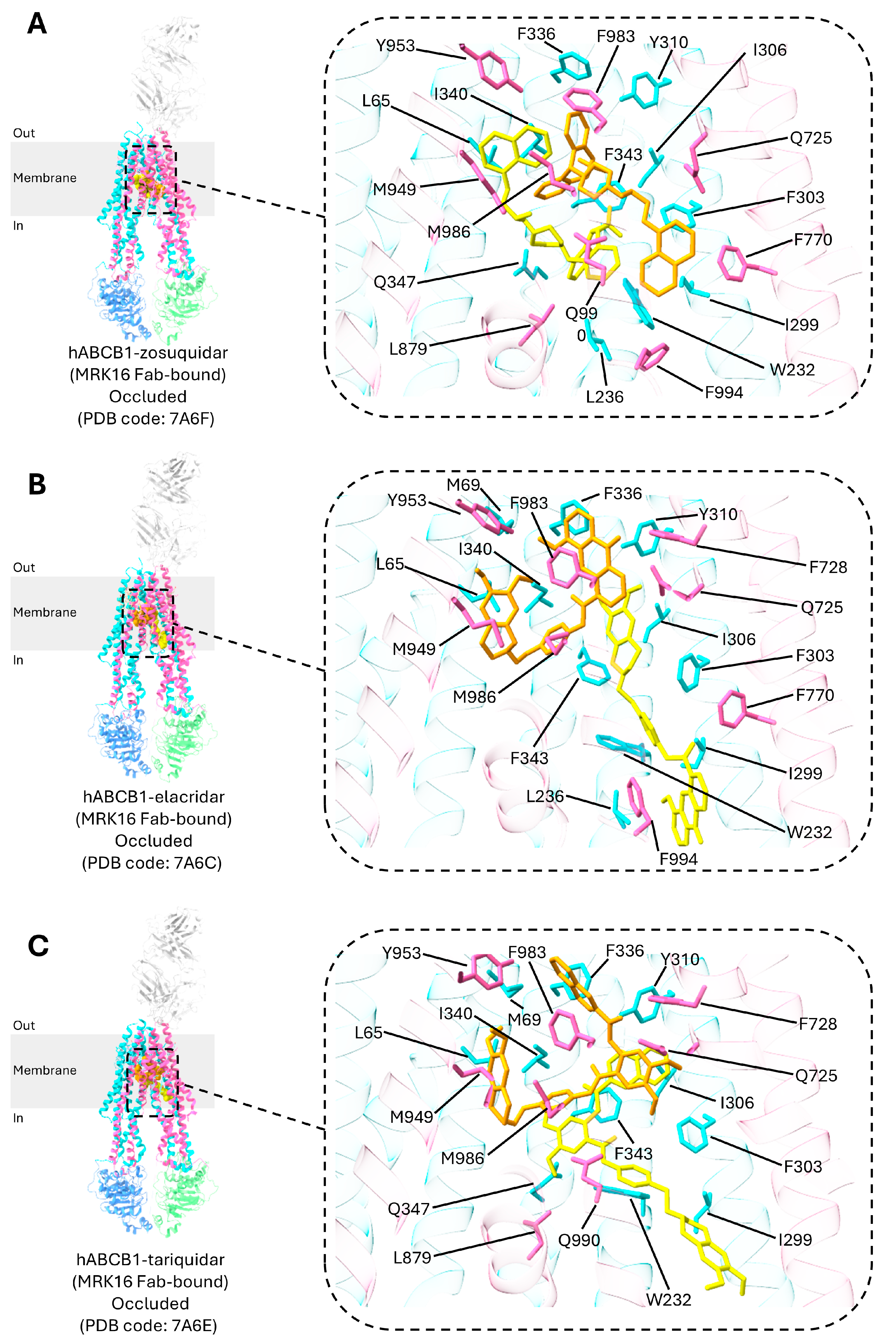 Mapping the Role of P-gp in Multidrug Resistance: Insights