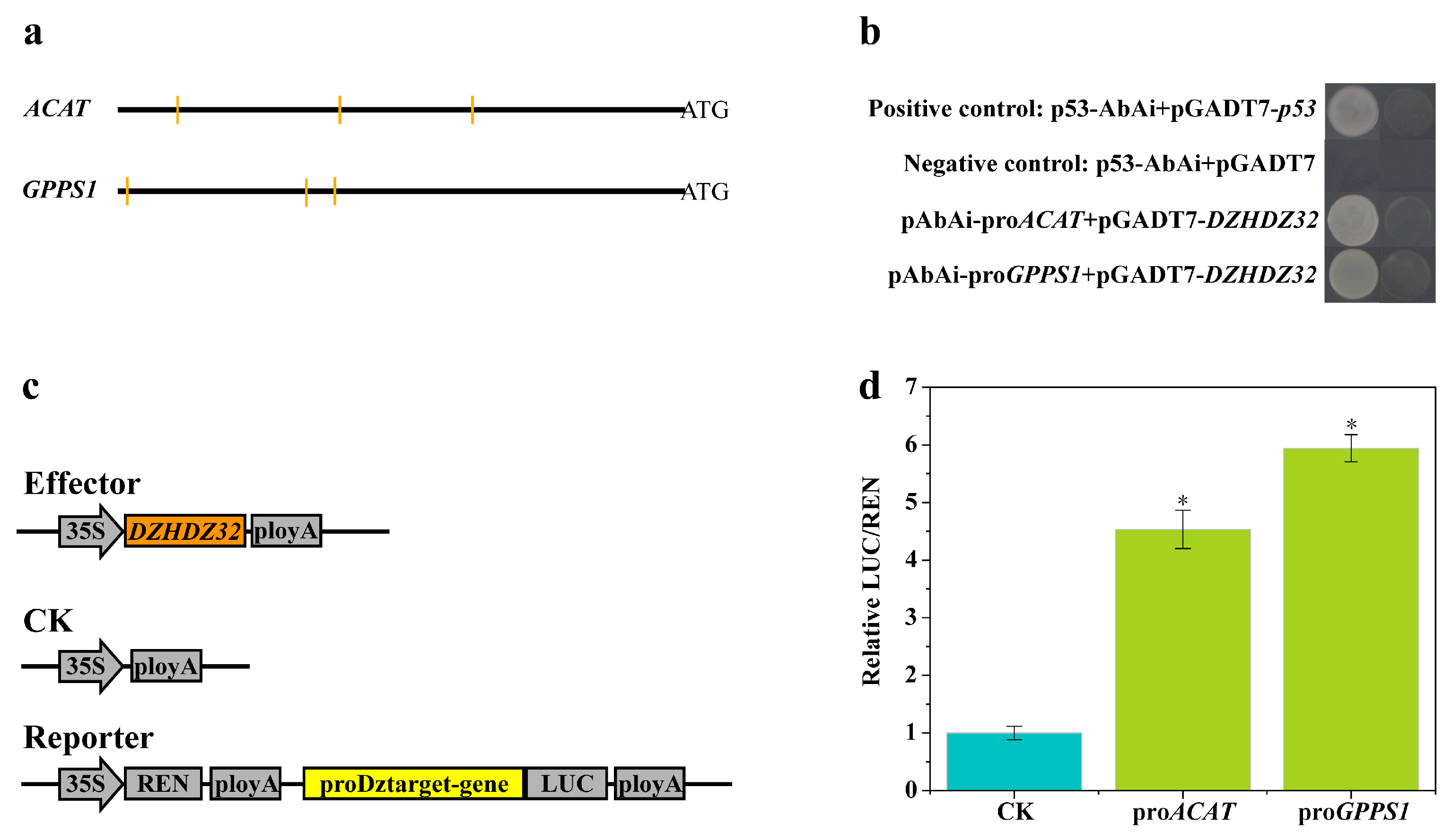 Frontiers | Evolution of HD-ZIP transcription factors and