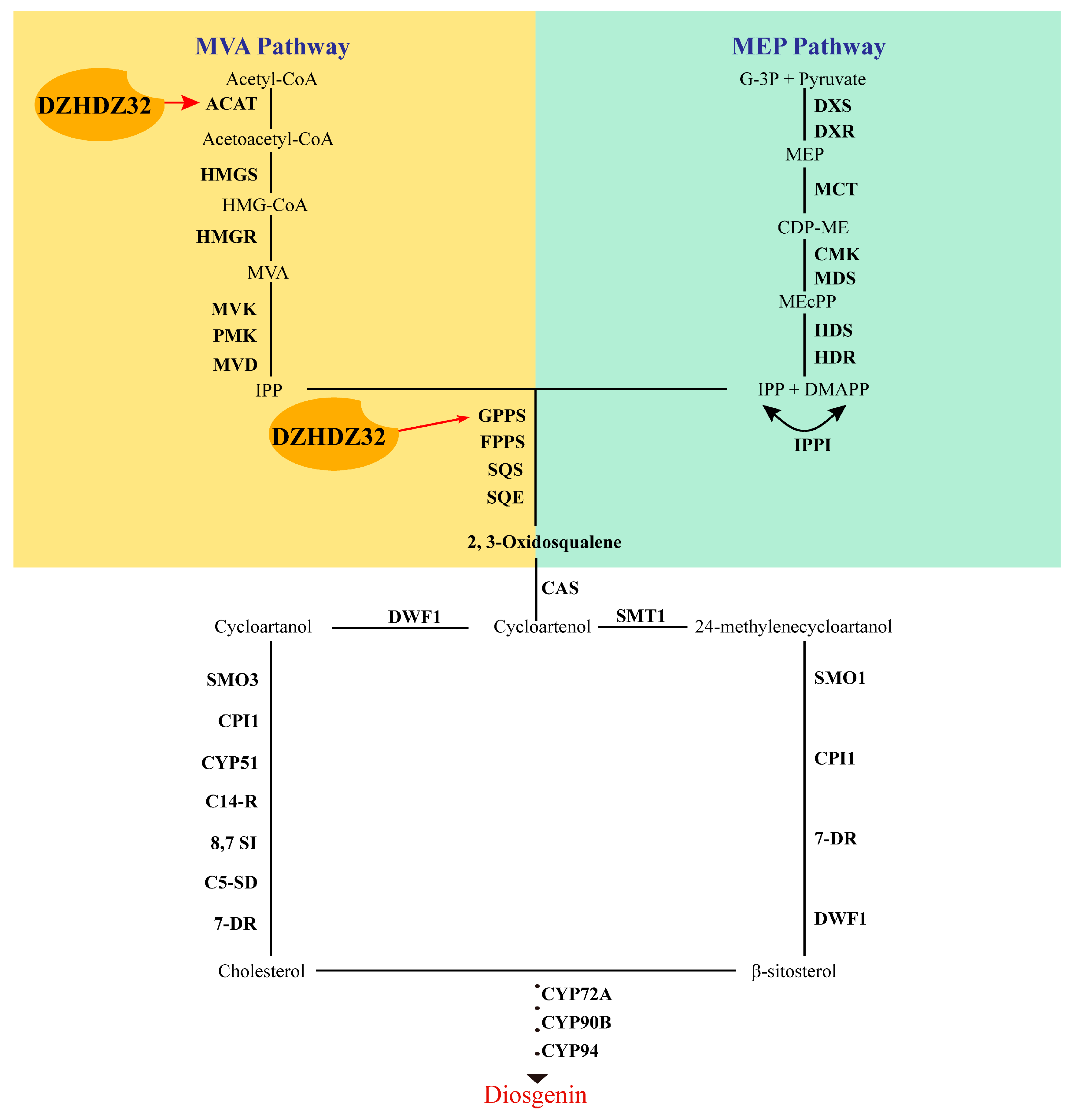 Frontiers | Evolution of HD-ZIP transcription factors and