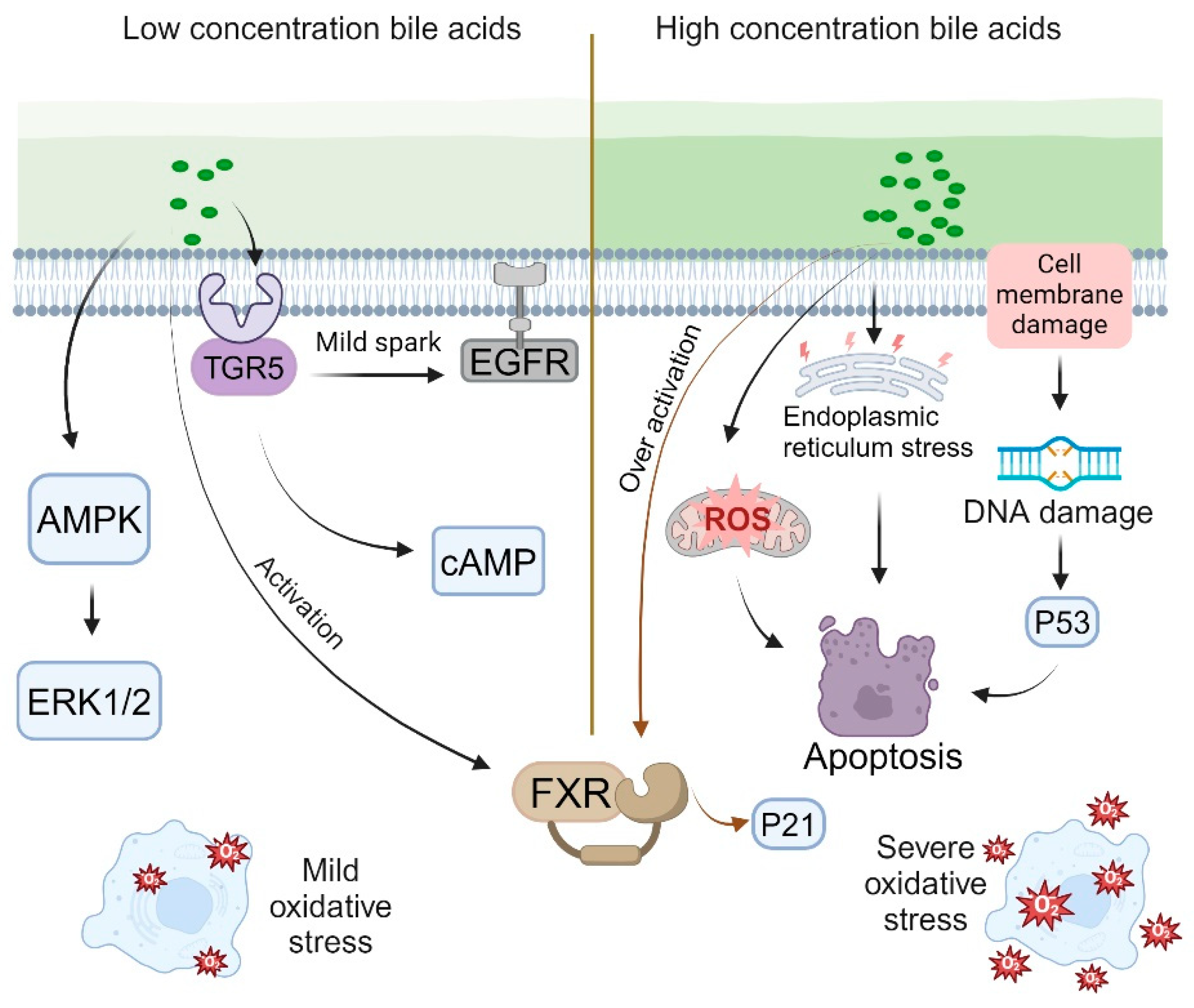 Crosstalk Between Bile Acids and Intestinal Epithelium