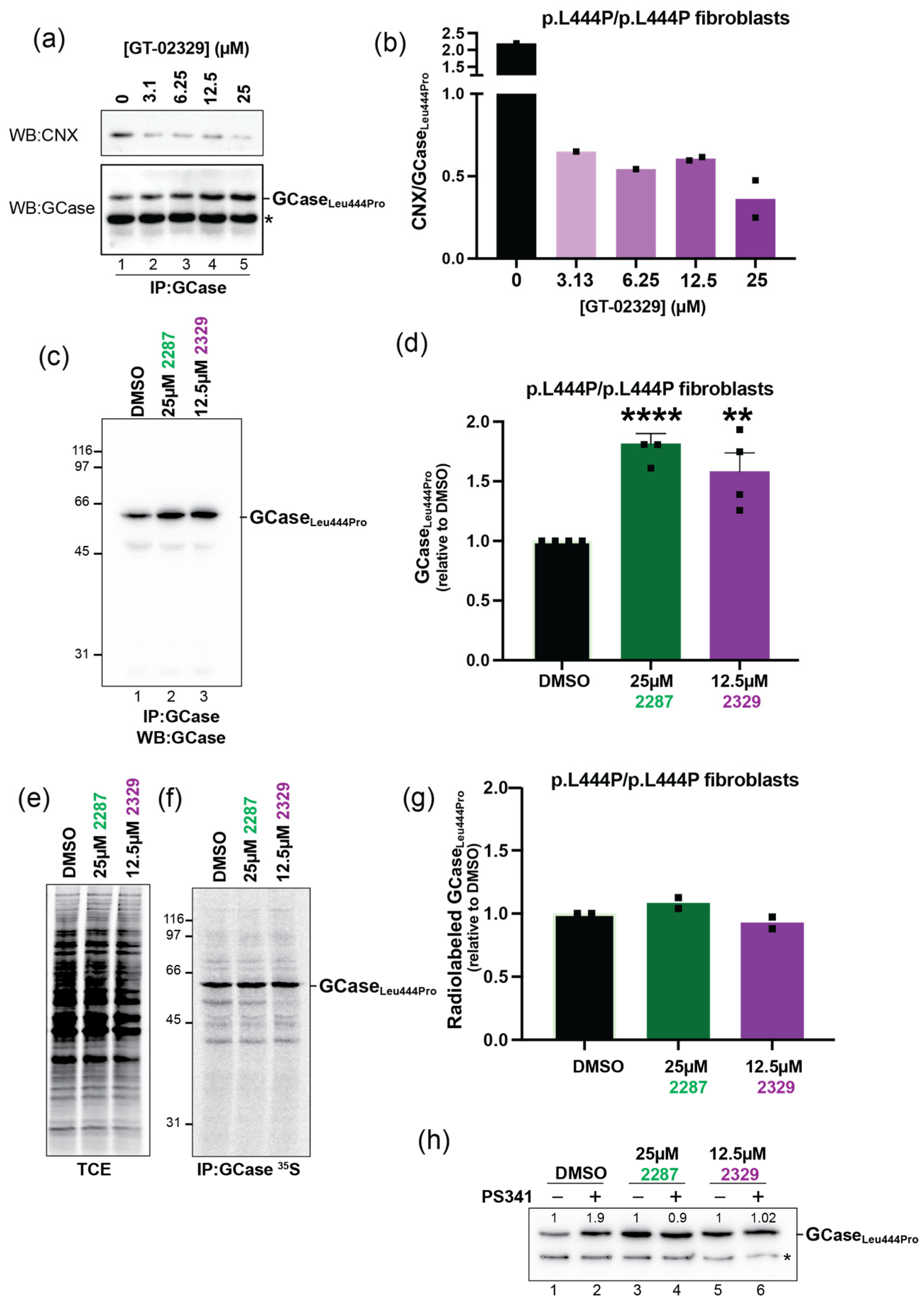 Allosteric Modulation of GCase Enhances Lysosomal Activity