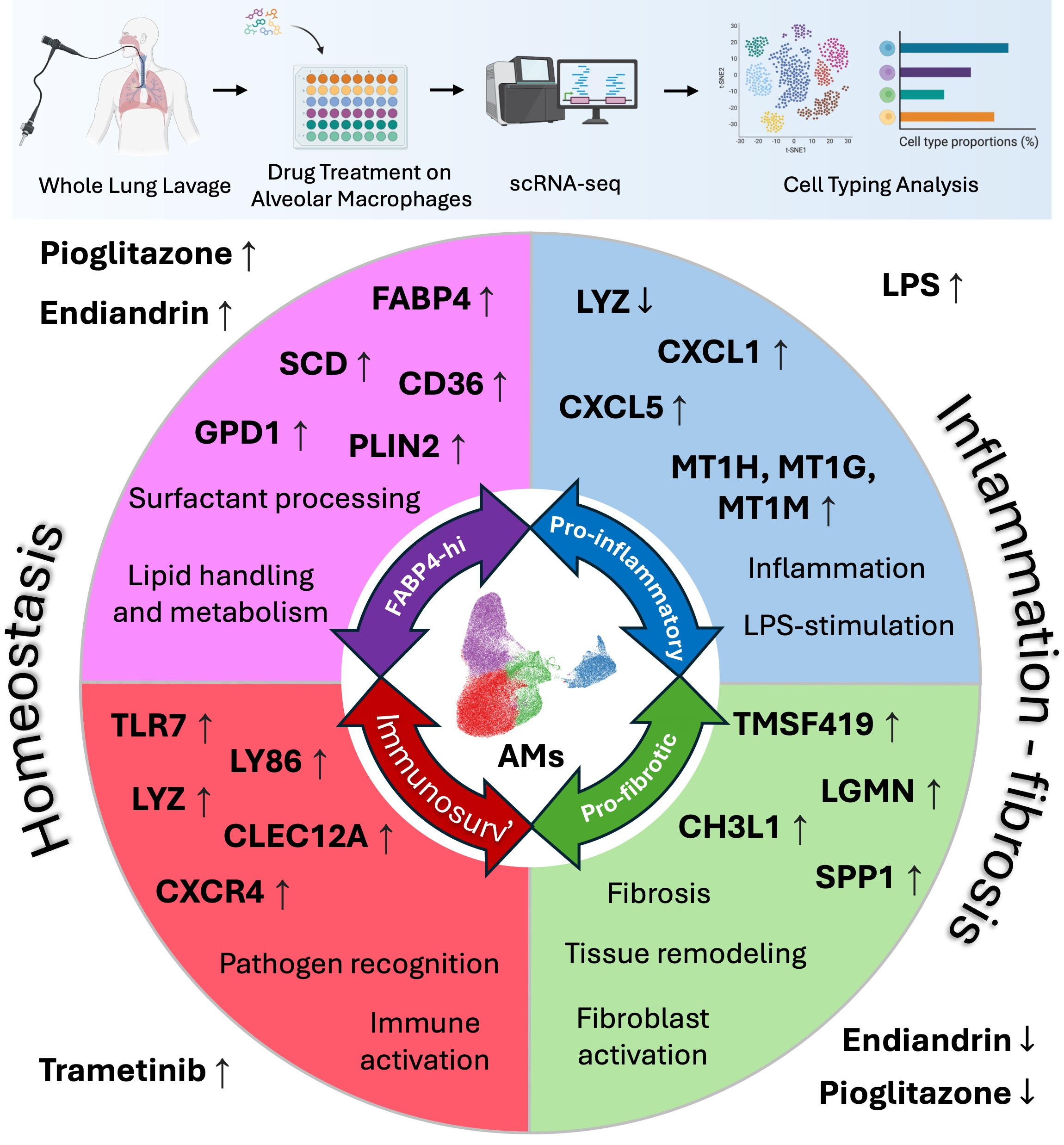 Transcriptomic Plasticity of Human Alveolar Macrophages