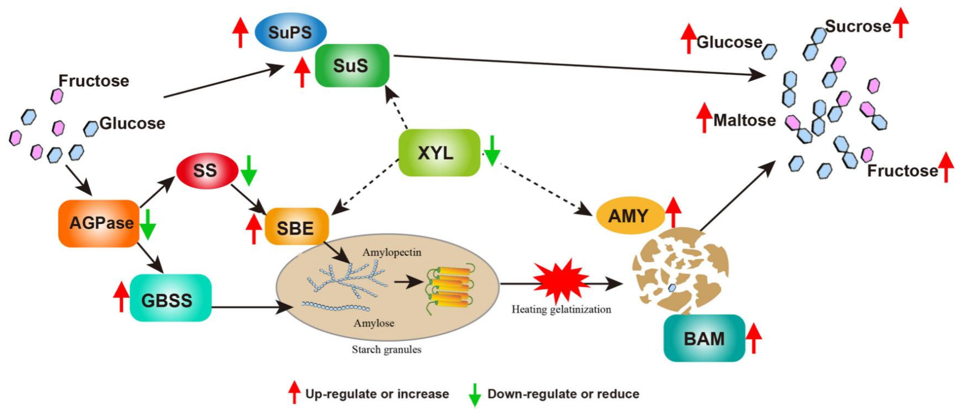 全信頼を寄せる Ibα-XYL1 Interfered Expression Decreases Starch Granule Size 小物