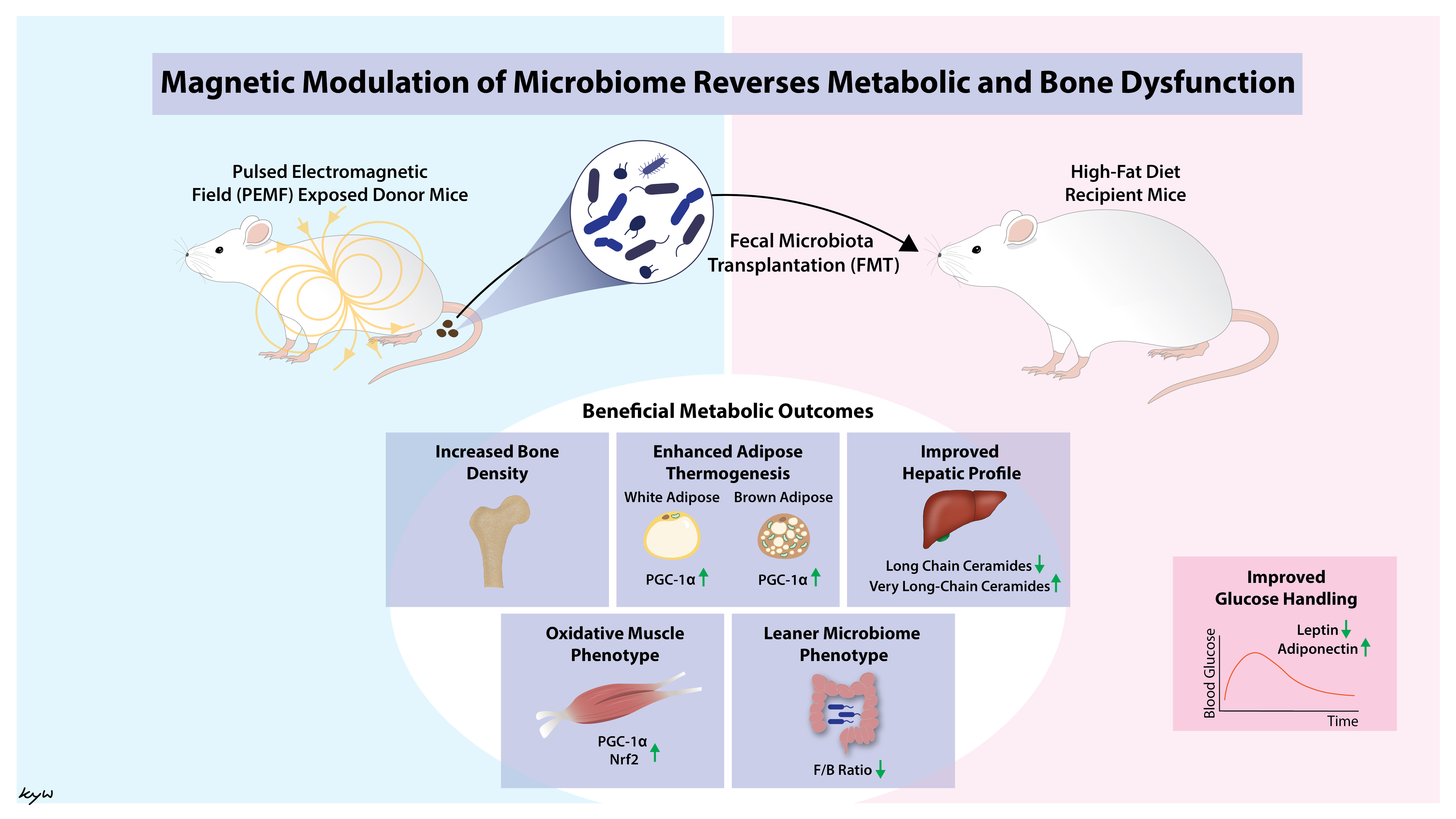 筋肉・代謝健康への磁場療法の新たな応用を発見(NUS researchers uncover new applications of magnetic field therapy in muscle and metabolic health) 筋肉・代謝健康への磁場療法の新たな応用を発見(NUS researchers uncover new applications of magnetic field therapy in muscle and metabolic health)