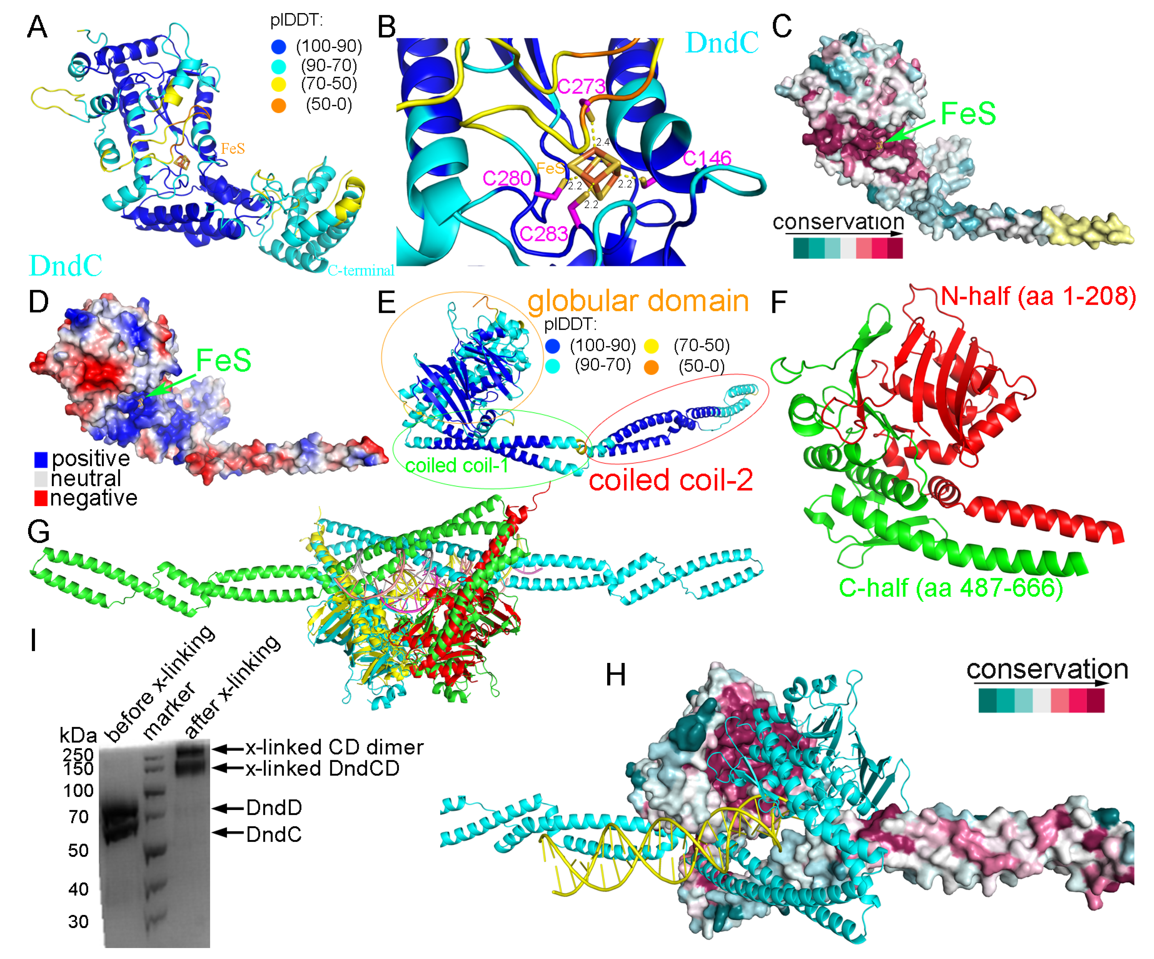 Molecular Insight into the Recognition of DNA by the DndCDE