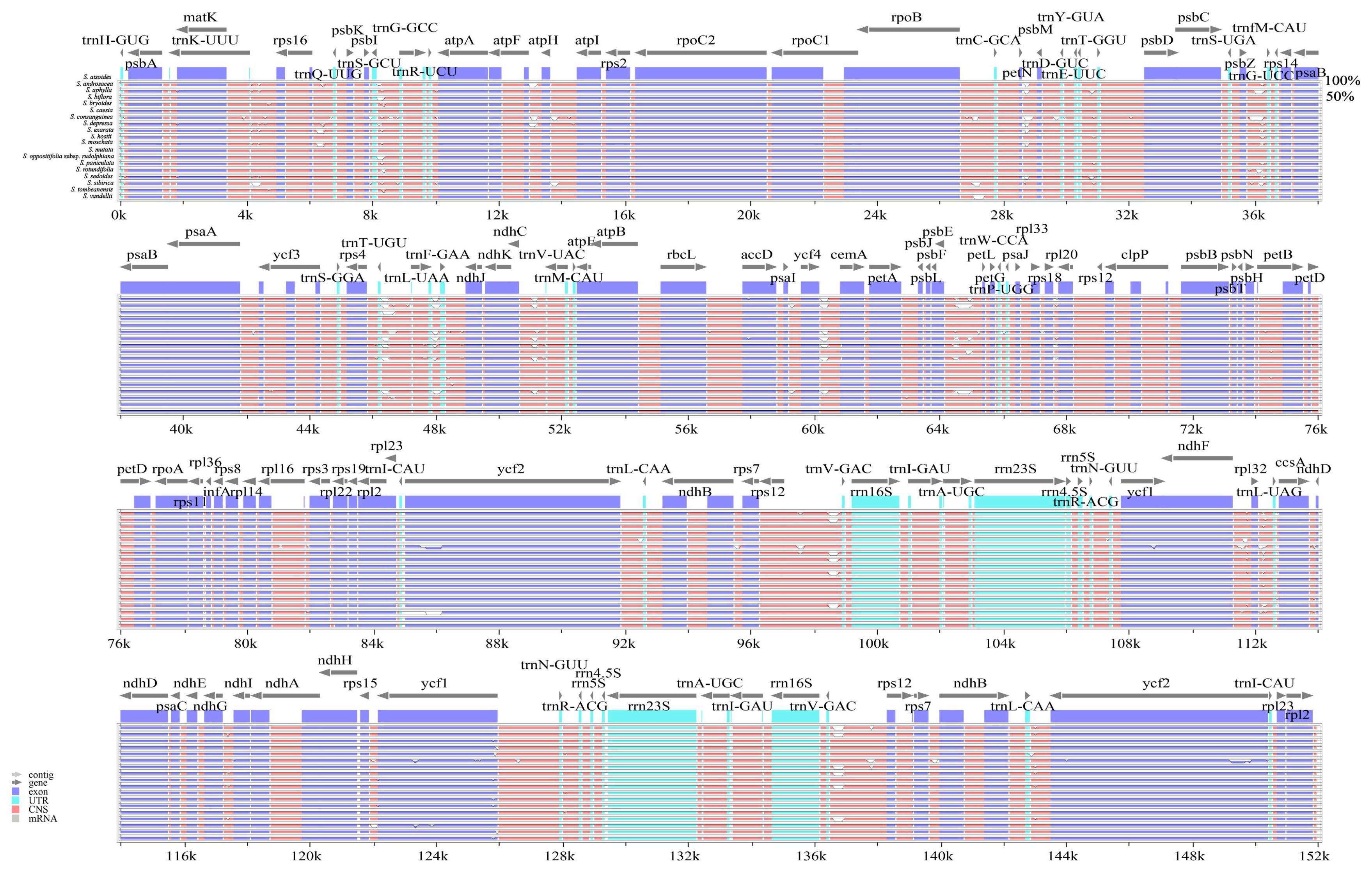 Comparative Analysis of Chloroplast Genomes of 19 Saxifraga