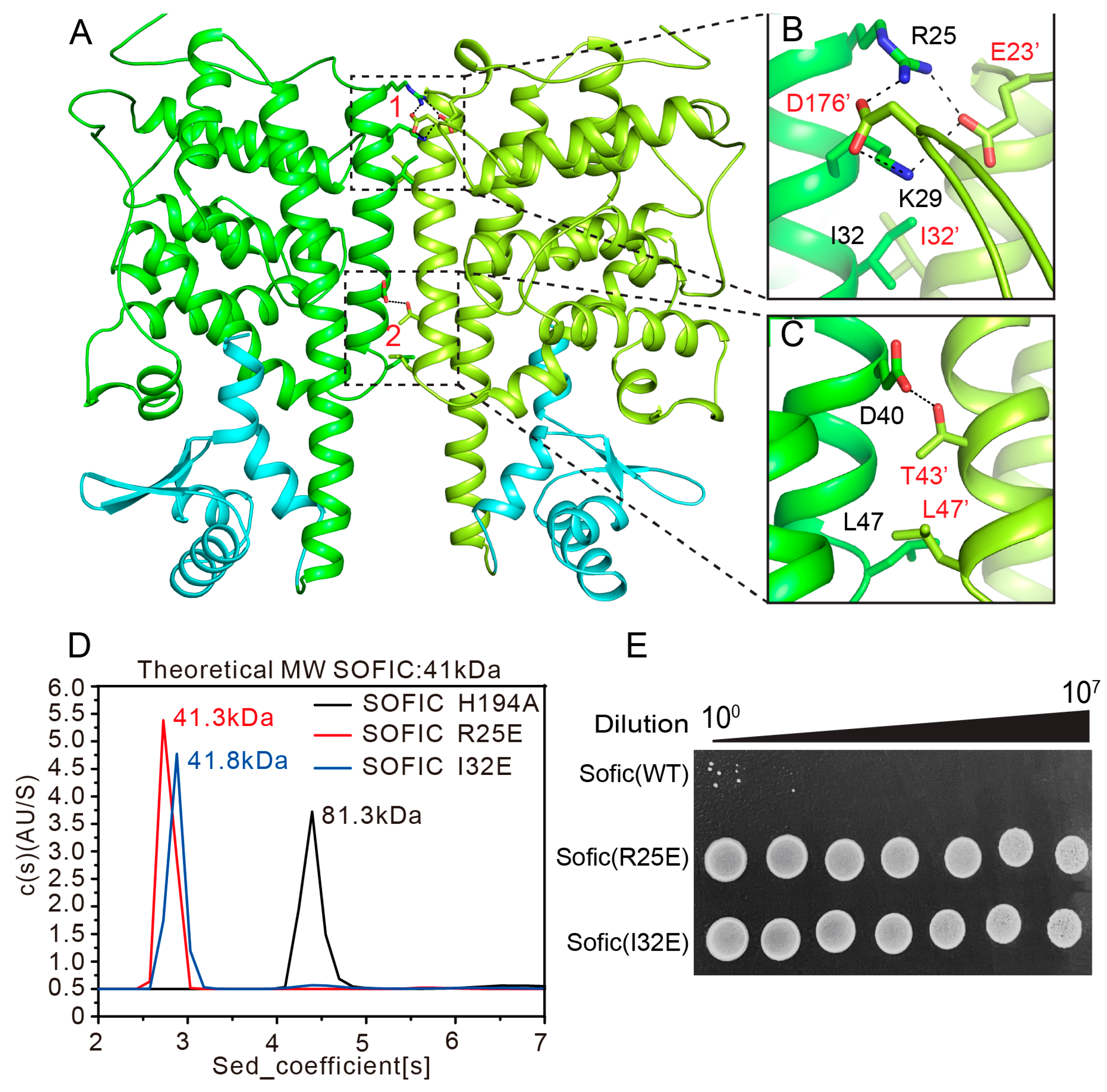 Structural Insights into the Regulatory Mechanisms of the