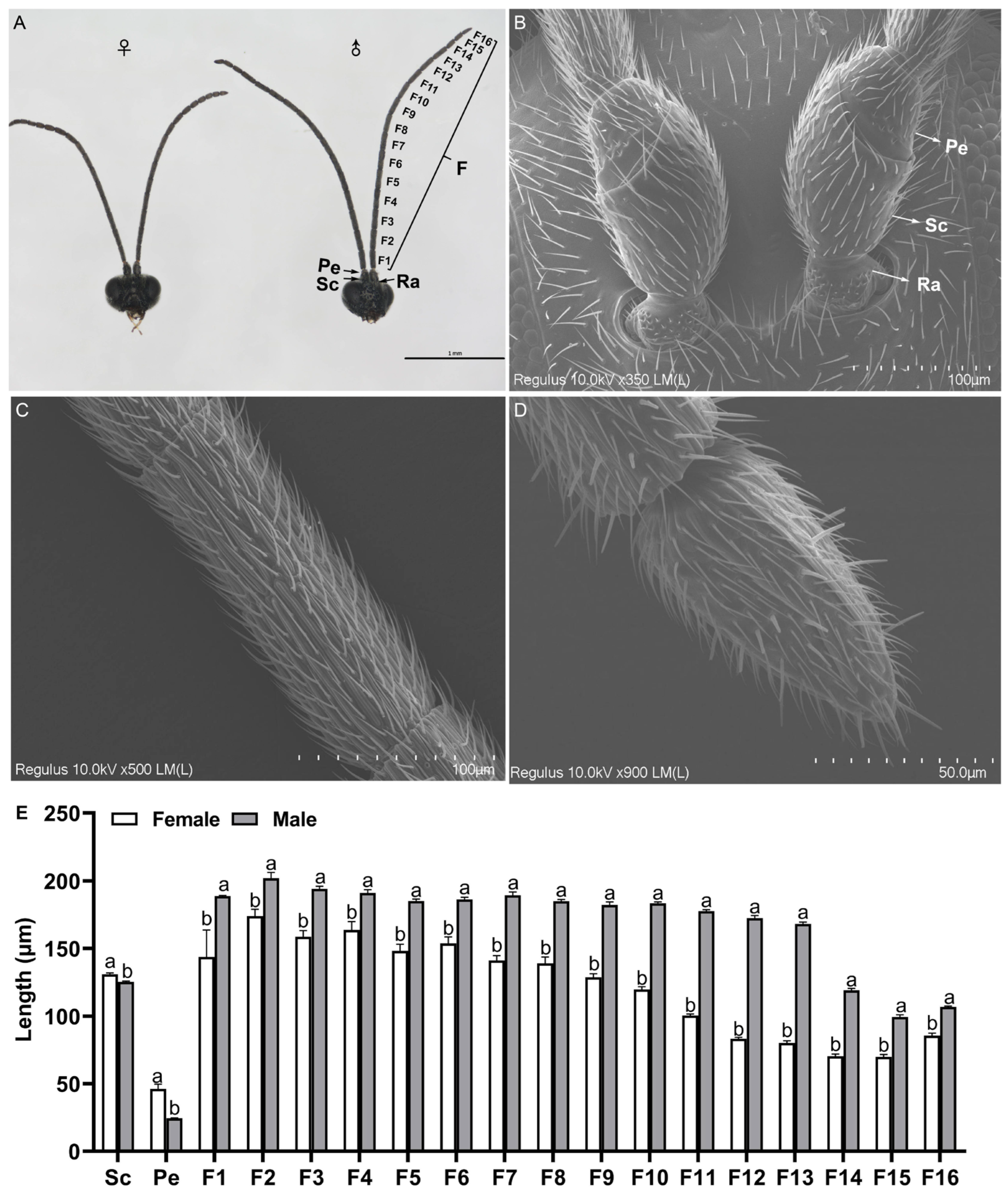 りん The Olfactory System of Dolichogenidea gelechiidivoris