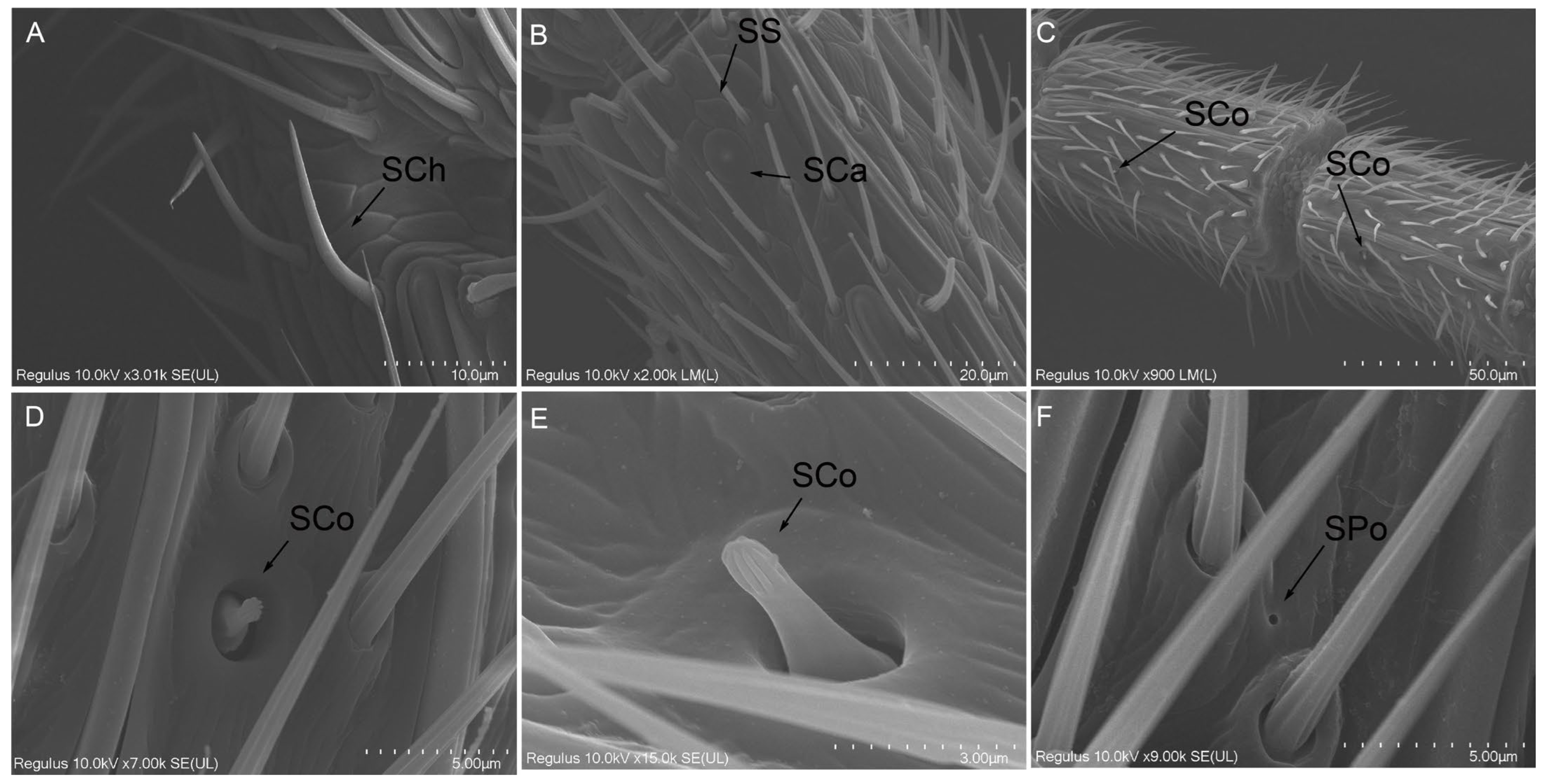 りん The Olfactory System of Dolichogenidea gelechiidivoris