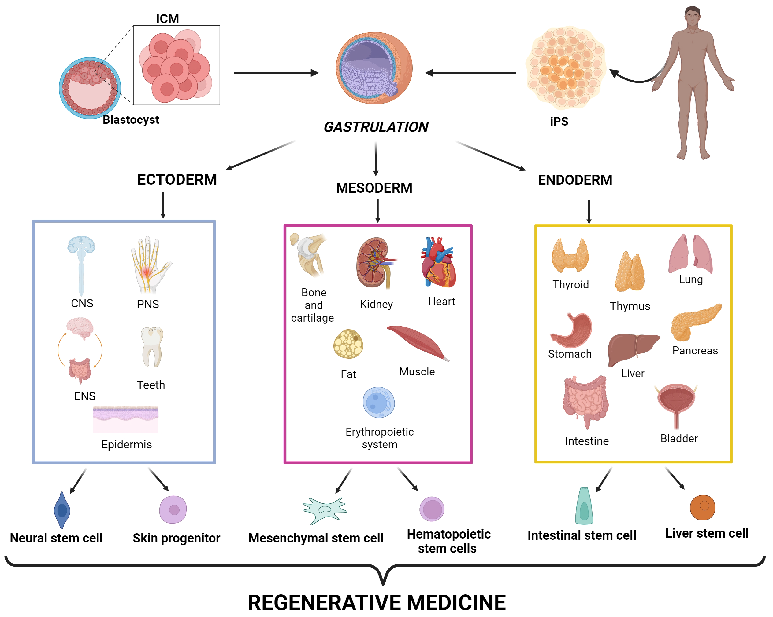Stem Cells In Regenerative Medicine A Journey From Adult Stem Cells To Stem Cells In Regenerative Medicine A Journey From Adult Stem Cells To