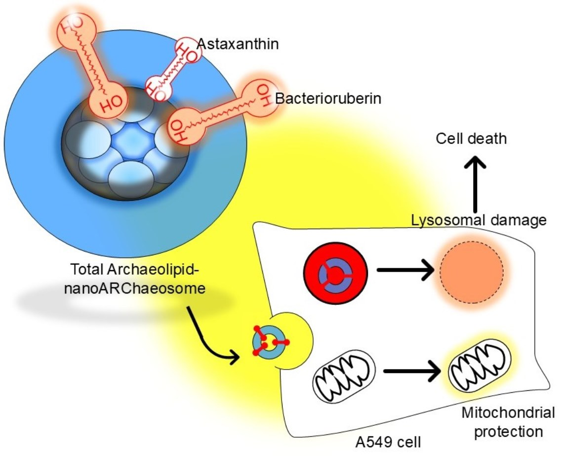 Nebulized Bacterioruberin/Astaxanthin-Loaded Nanovesicles