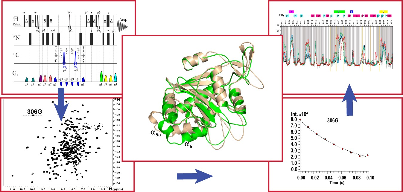 Accurate Protein Dynamic Conformational Ensembles: Combining