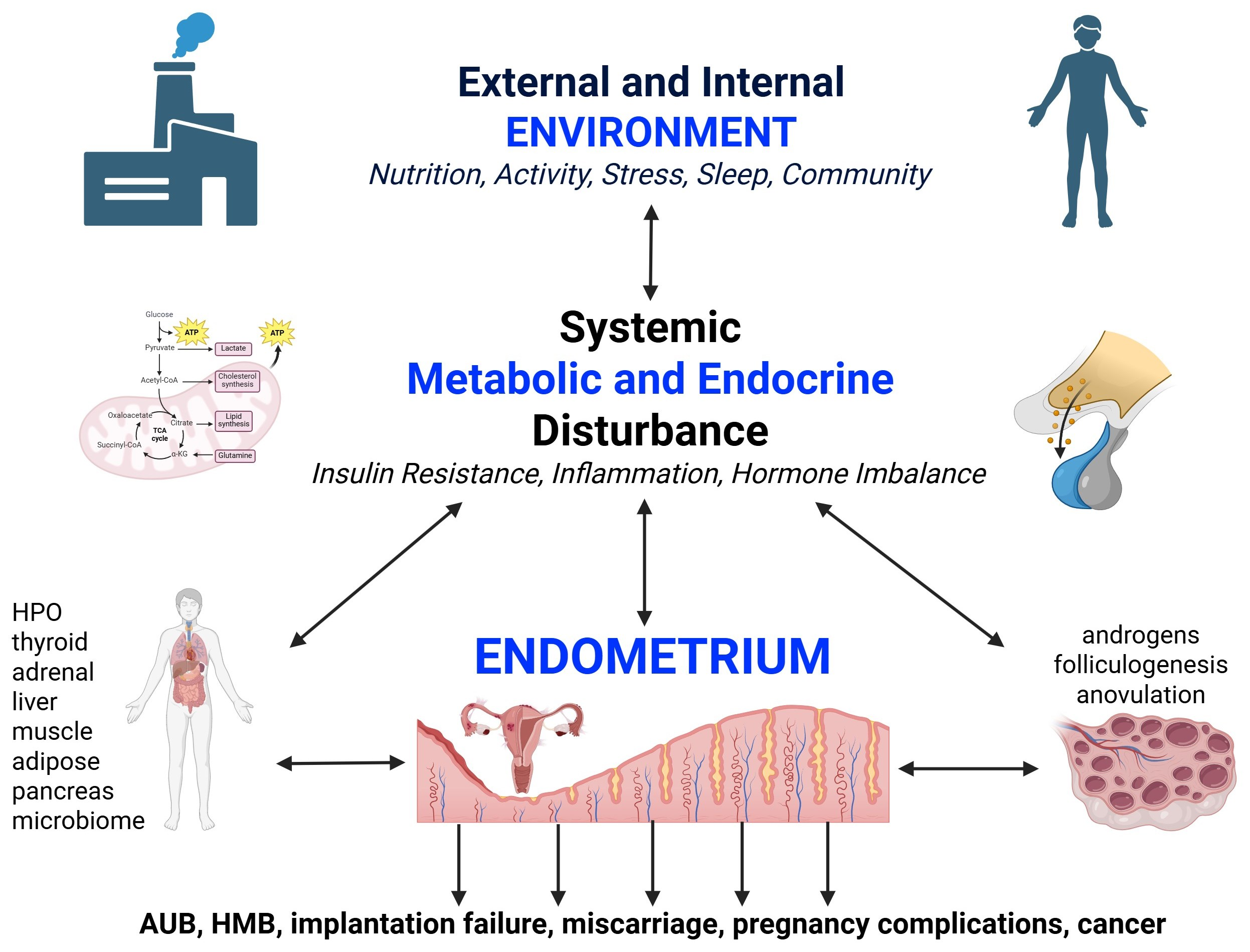 Mean Molecular Impact of Metabolic and Endocrine Disturbance on