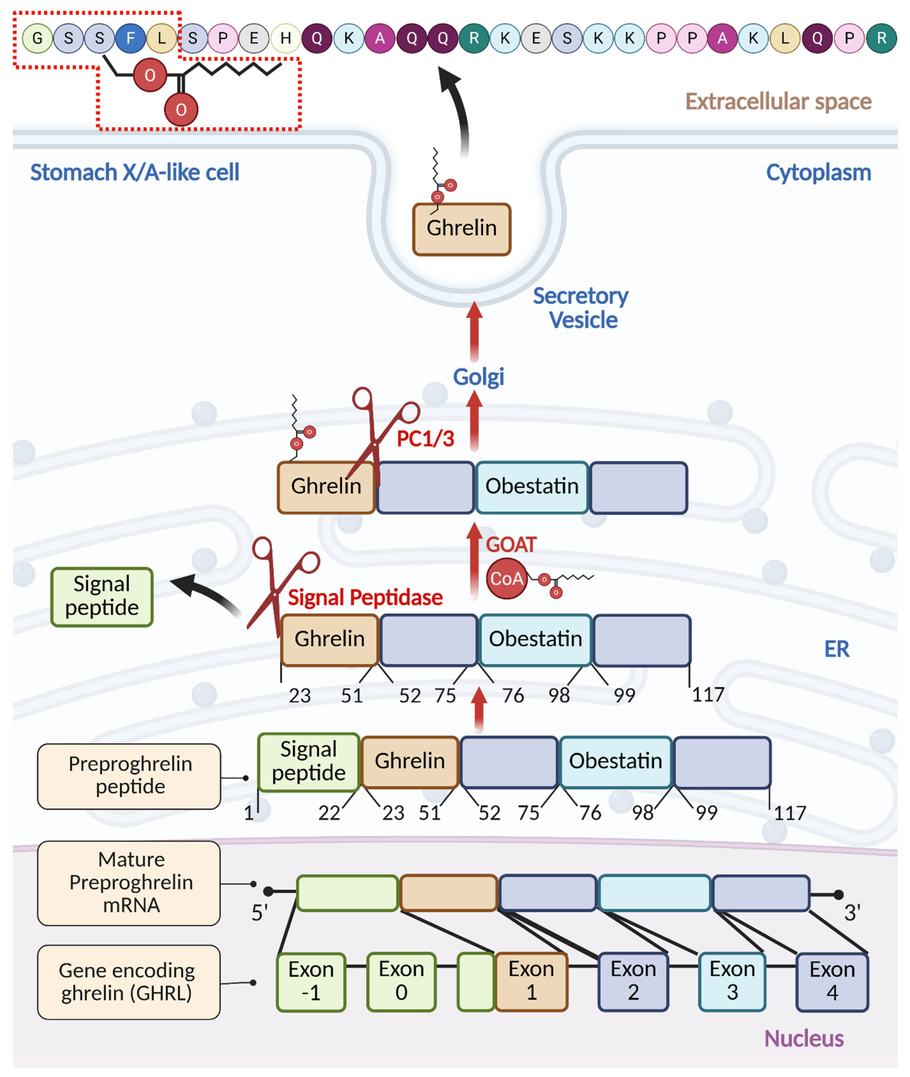 Beyond Hunger The Structure Signaling And Systemic Roles Of Ghrelin Beyond Hunger The Structure Signaling And Systemic Roles Of Ghrelin