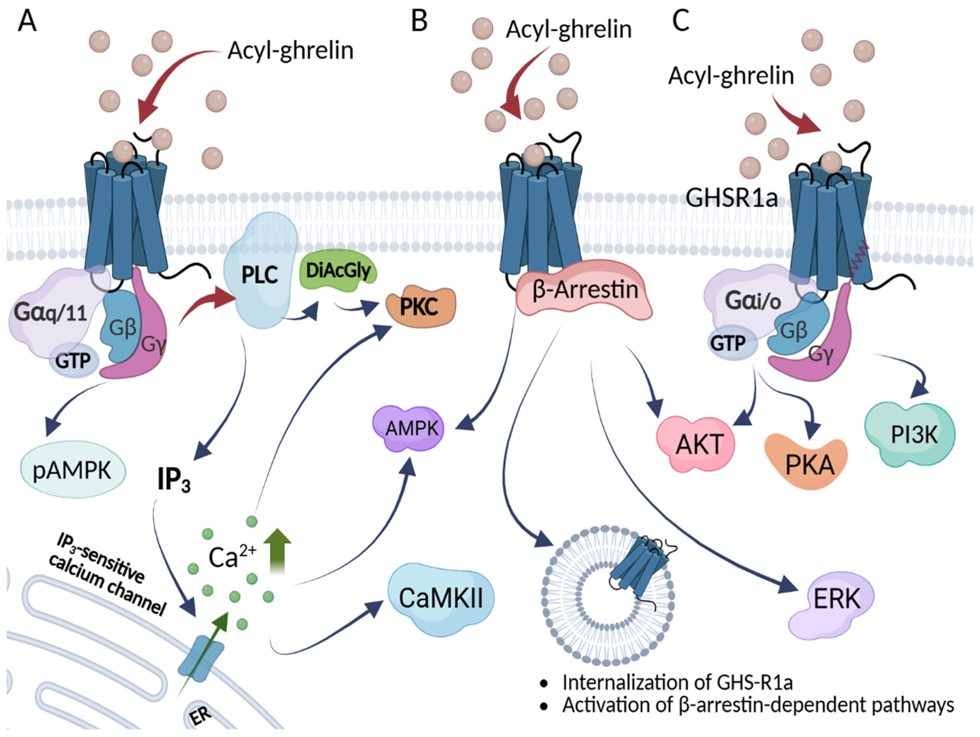 Beyond Hunger: The Structure, Signaling, and Systemic Roles of Ghrelin