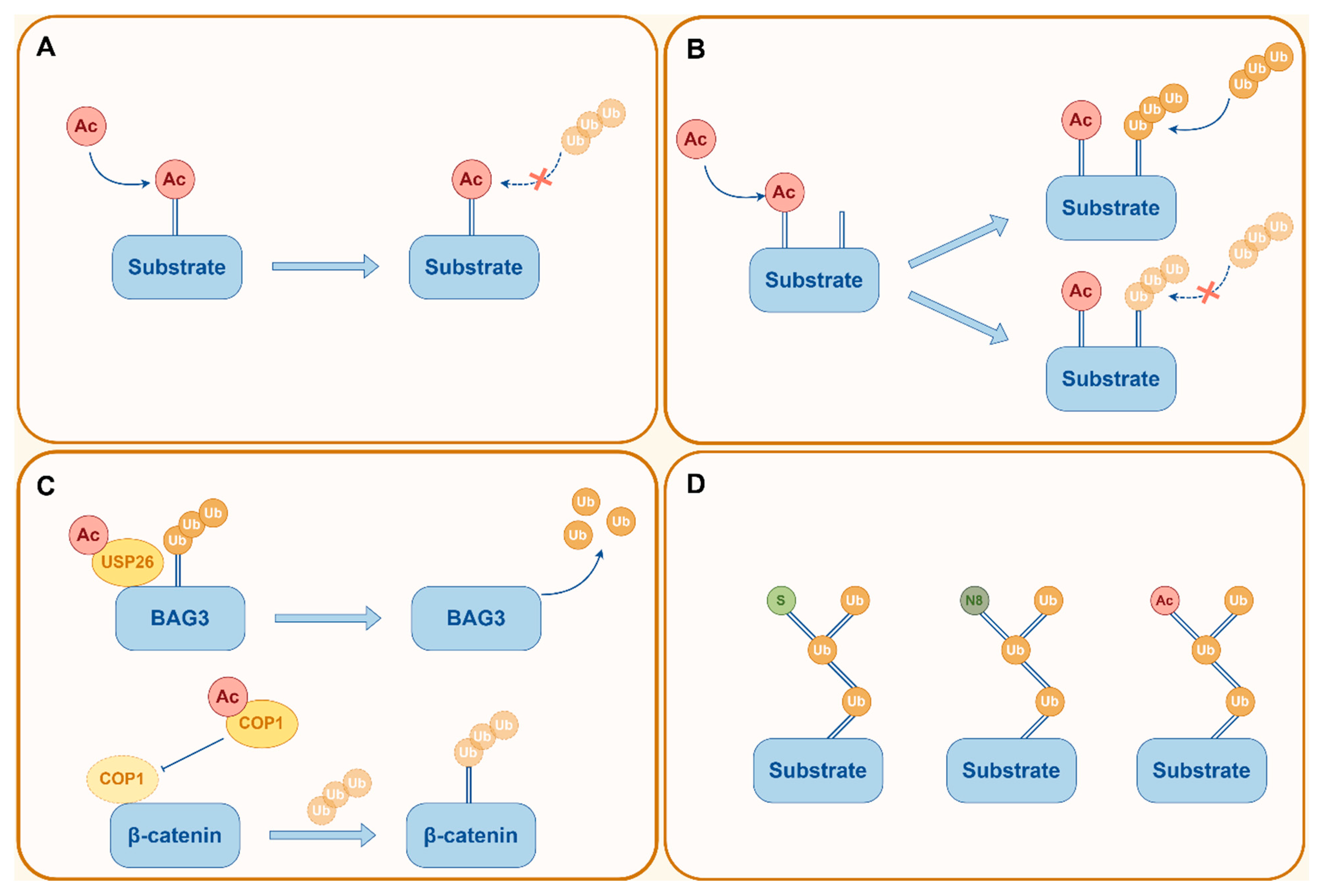 Non-Histone Lysine Modifications in Tumor Microenvironment