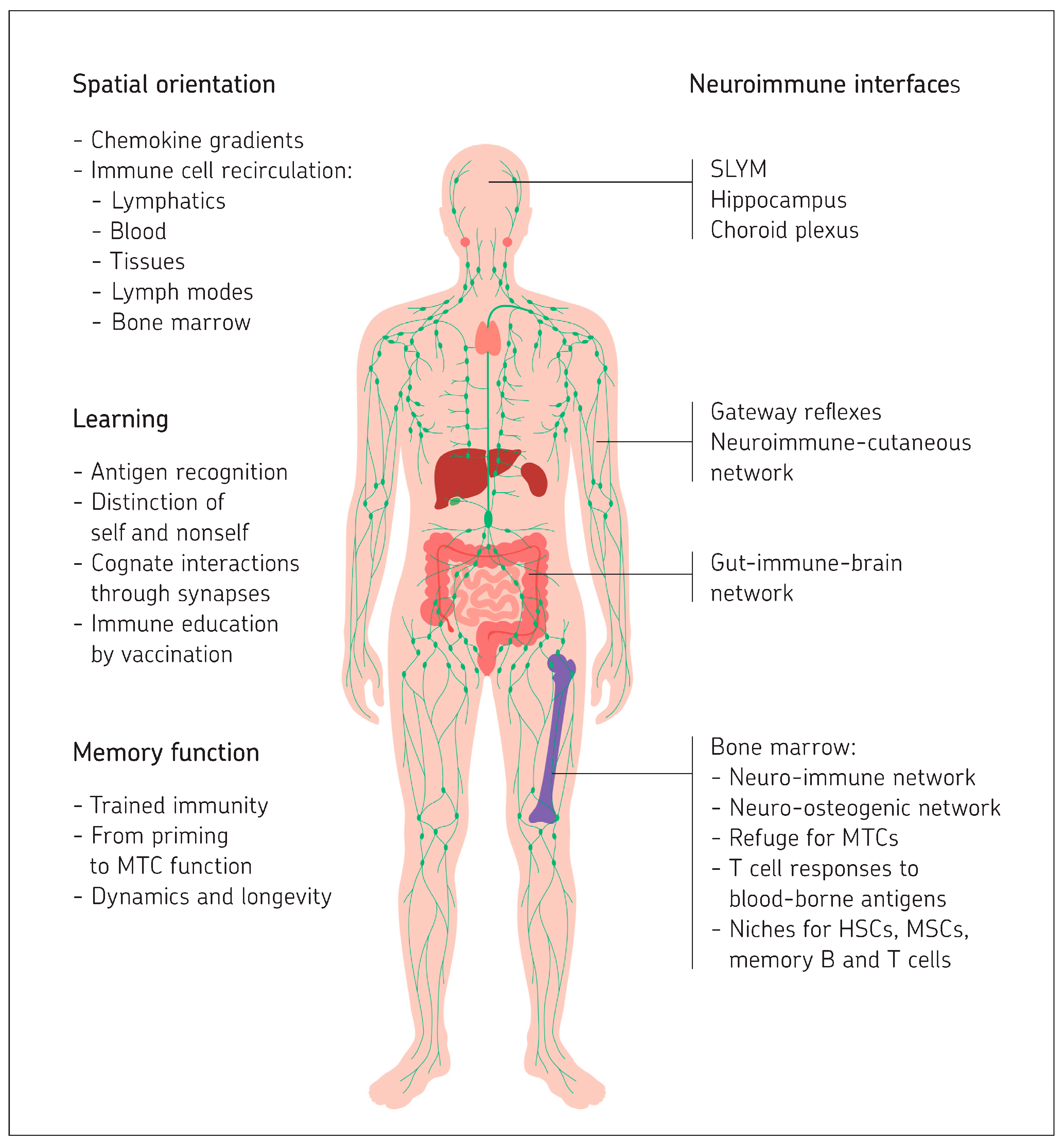 Brain and Immune System Part II—An Integrative View upon Spatial ...