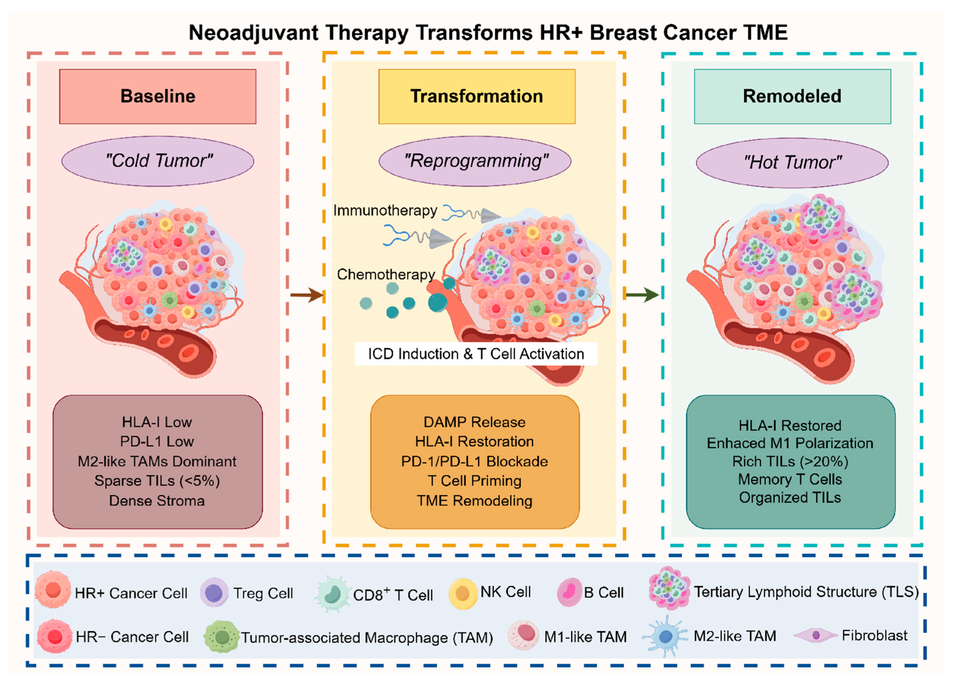 Neoadjuvant Immunotherapy In Hormone Receptor Positive Breast Cancer Neoadjuvant Immunotherapy In Hormone Receptor Positive Breast Cancer