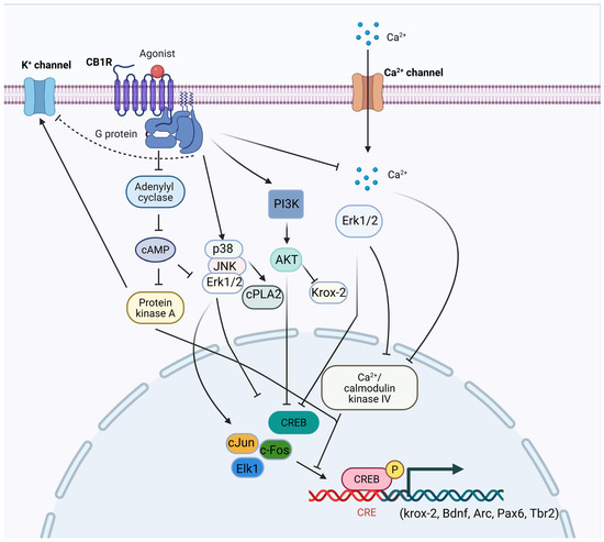 From Synaptic Plasticity to Neurotoxicity: Endocannabinoid