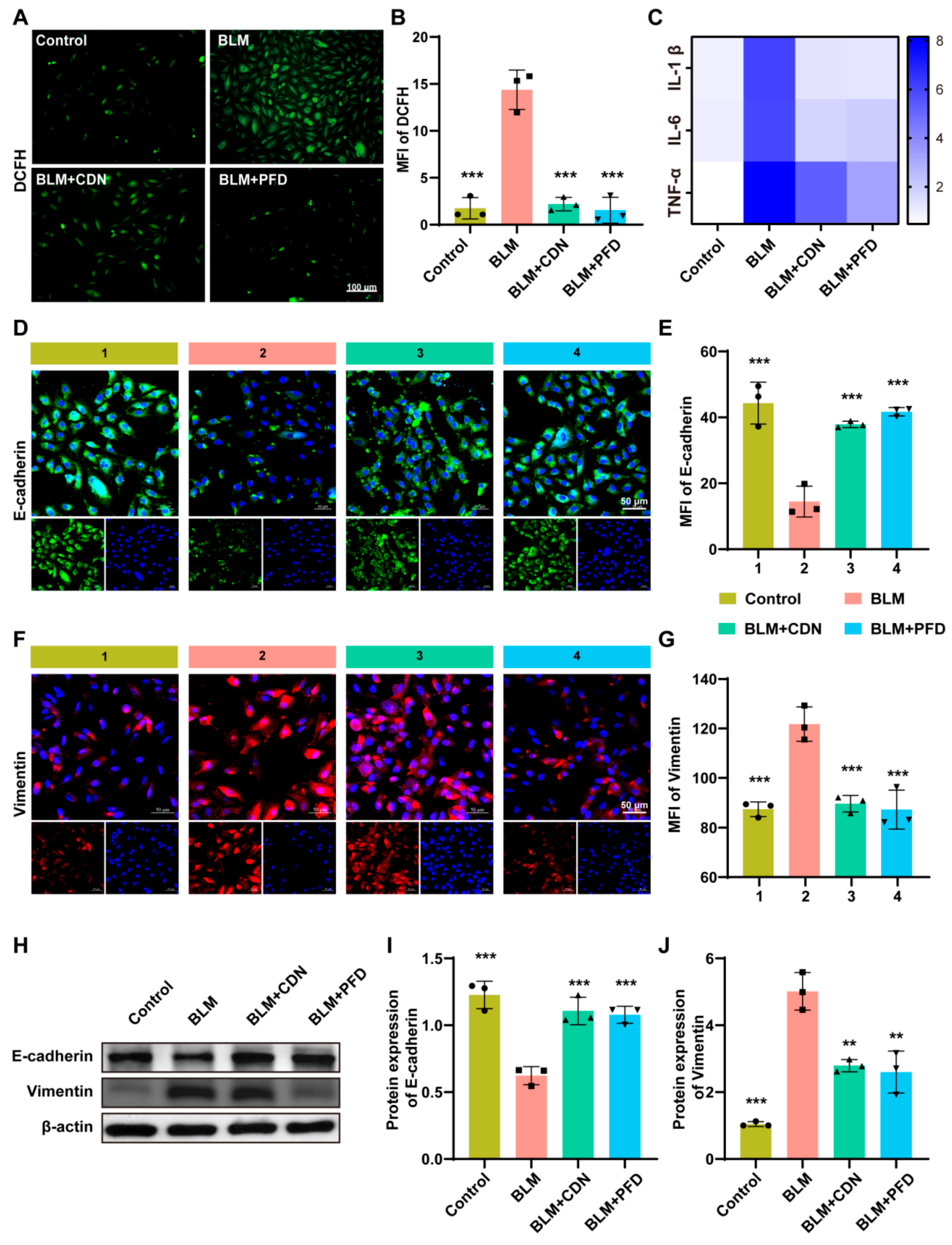Integrating Network Pharmacology, Machine Learning, and Experimental ...