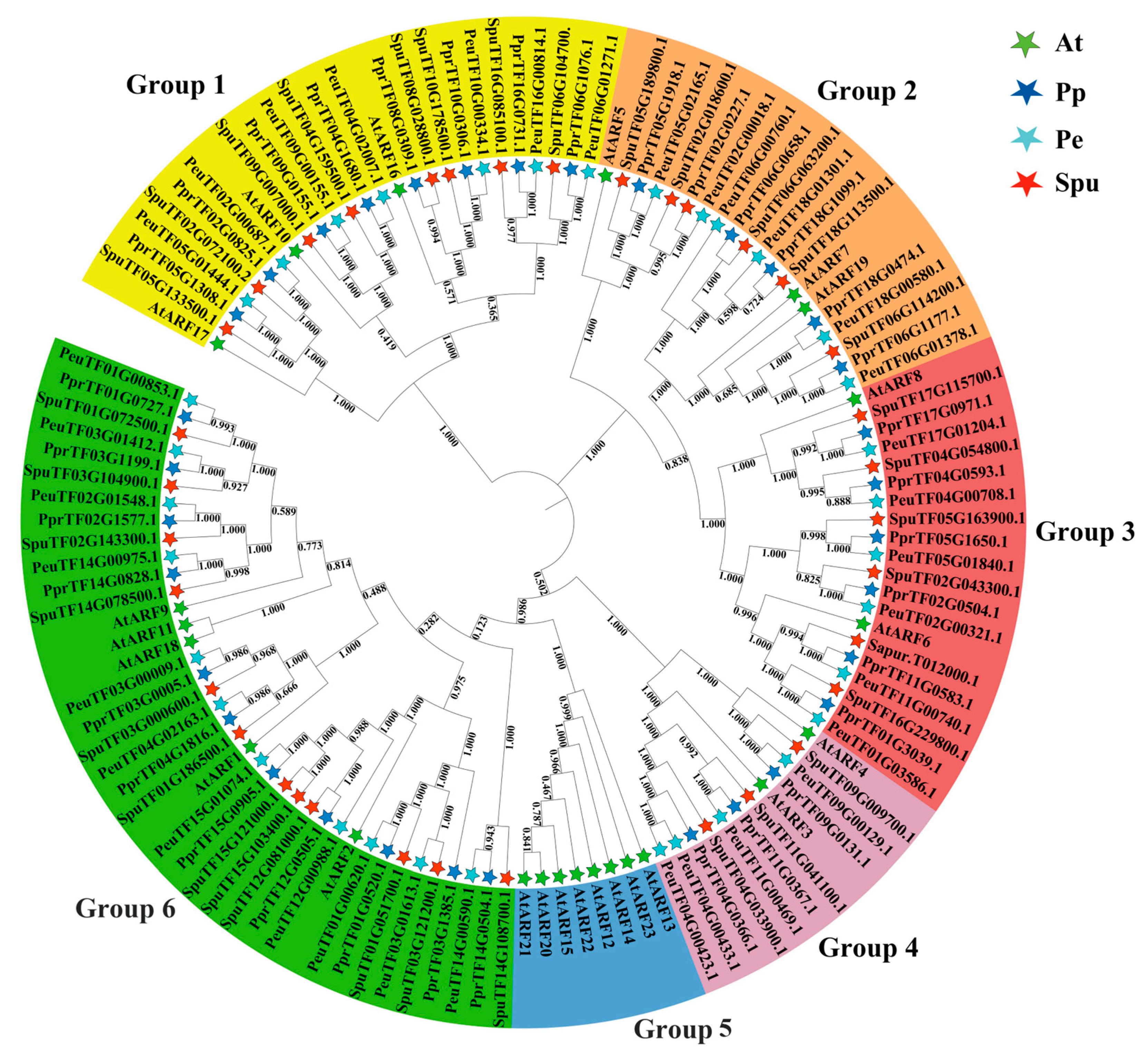 Characterisation of the ARF Gene Family in Salicaceae and Functional ...