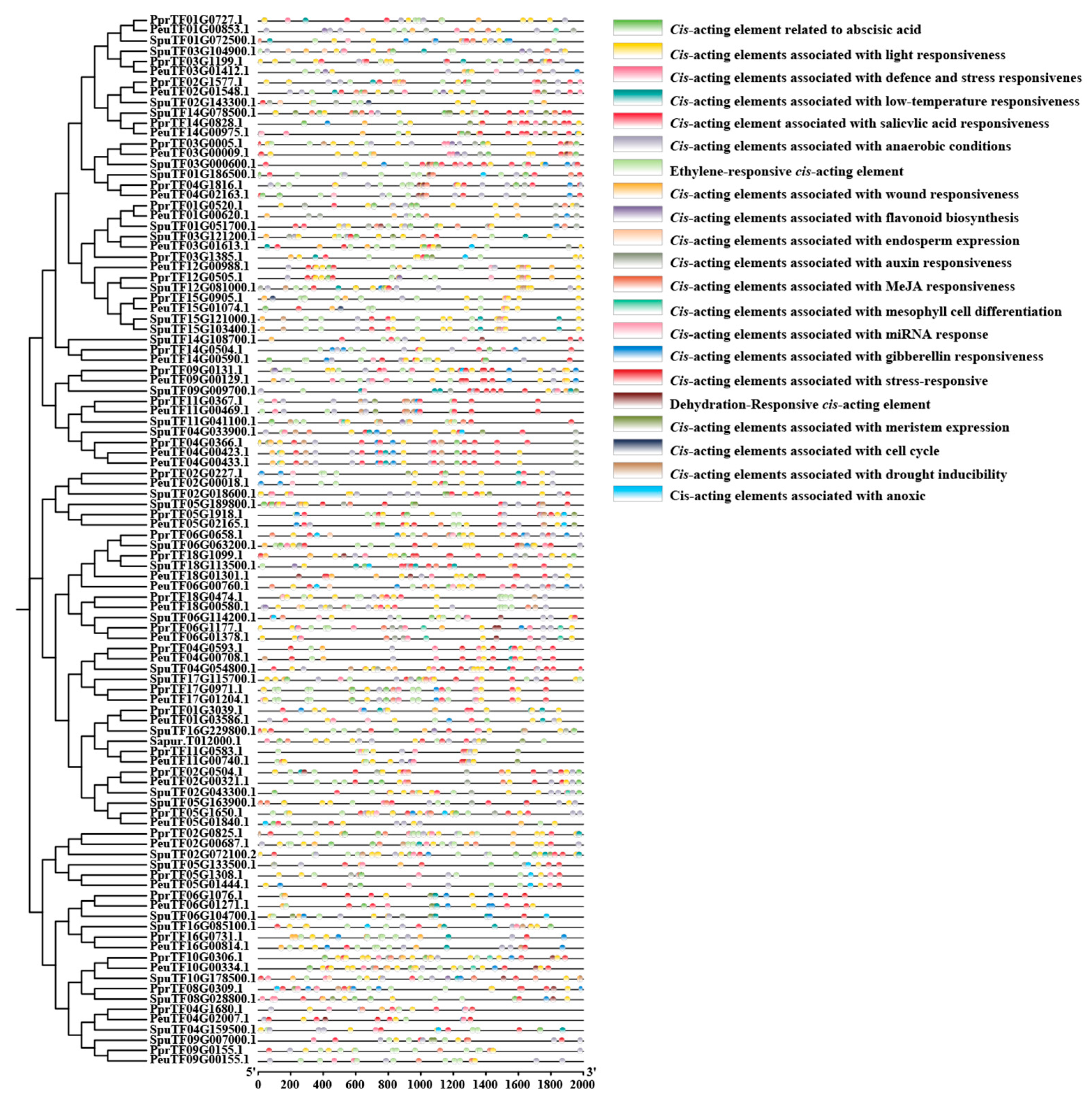 Characterisation of the ARF Gene Family in Salicaceae and Functional ...