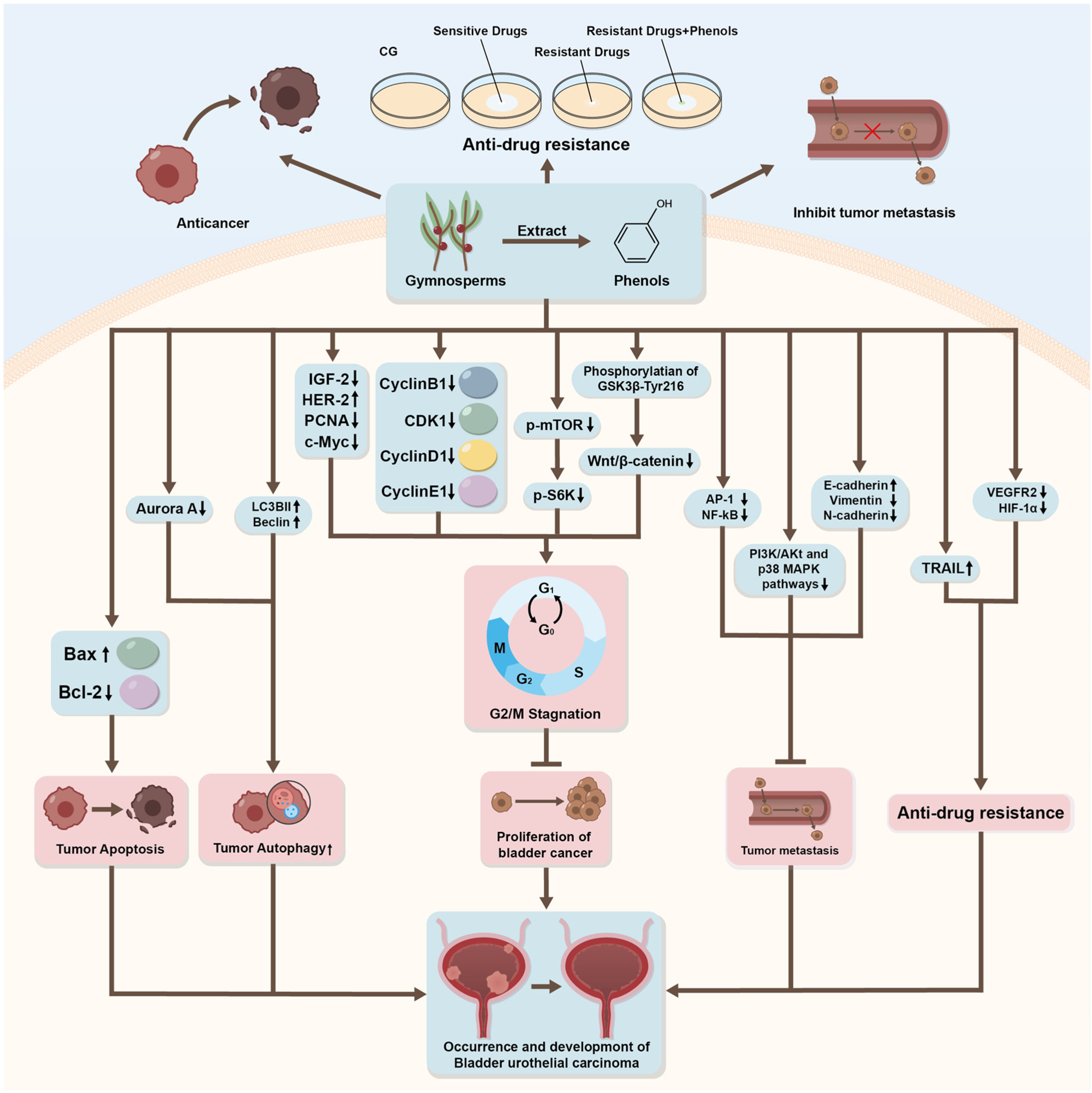 The Role of Natural Compounds in Bladder Urothelial Carcinoma Treatment