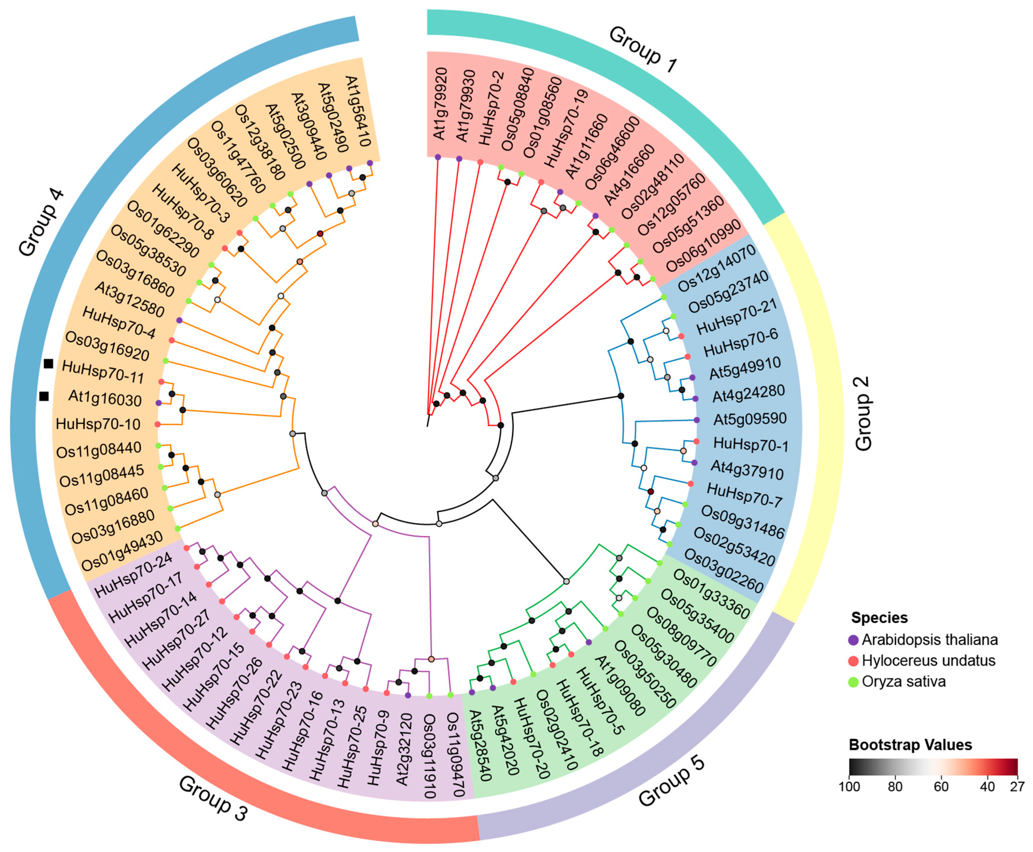 Genome-Wide Identification and Expression Analysis of the Hsp70 Gene ...