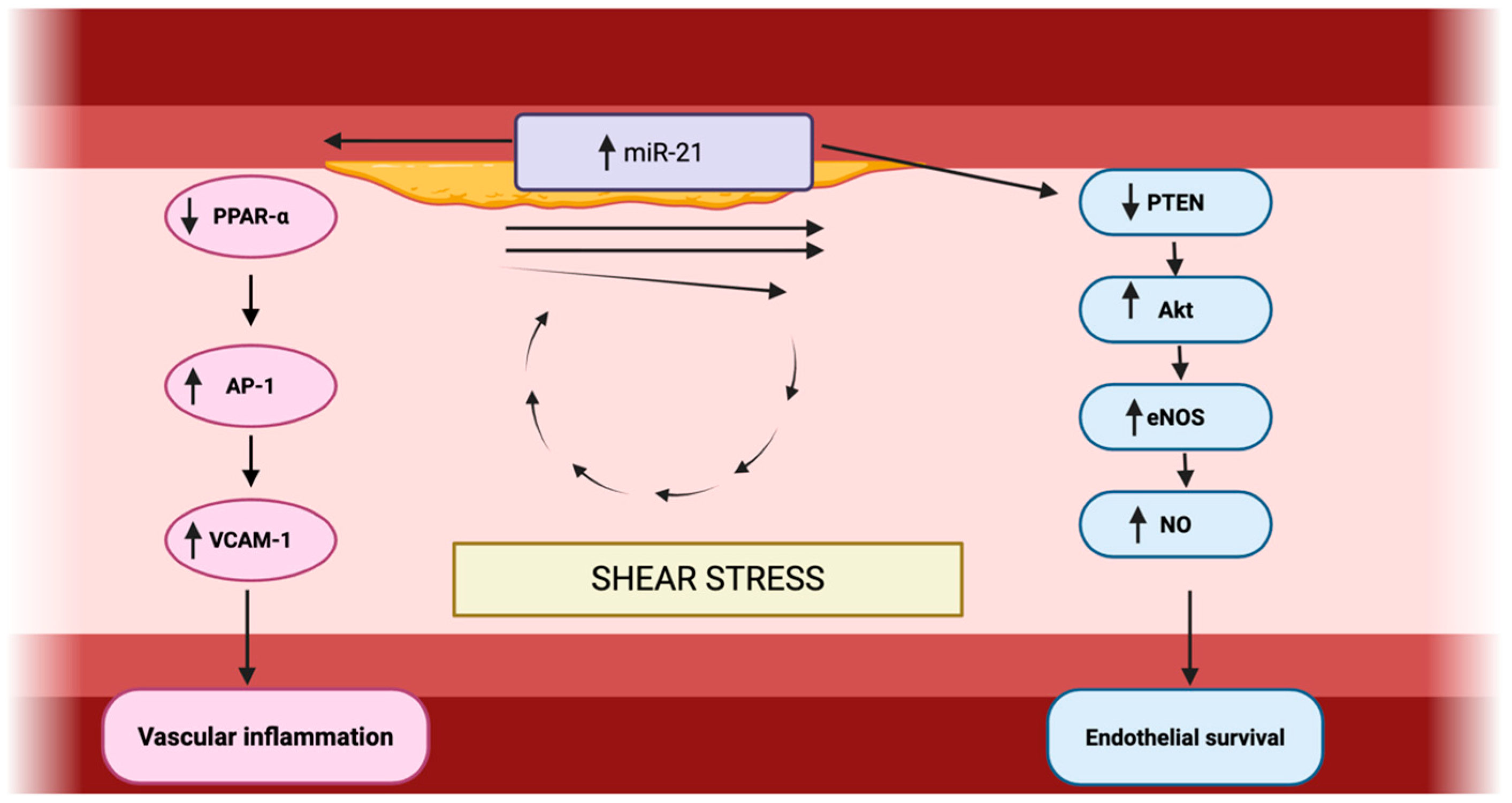 Diagnostic, Prognostic and Therapeutic Utility of MicroRNA-21 in ...