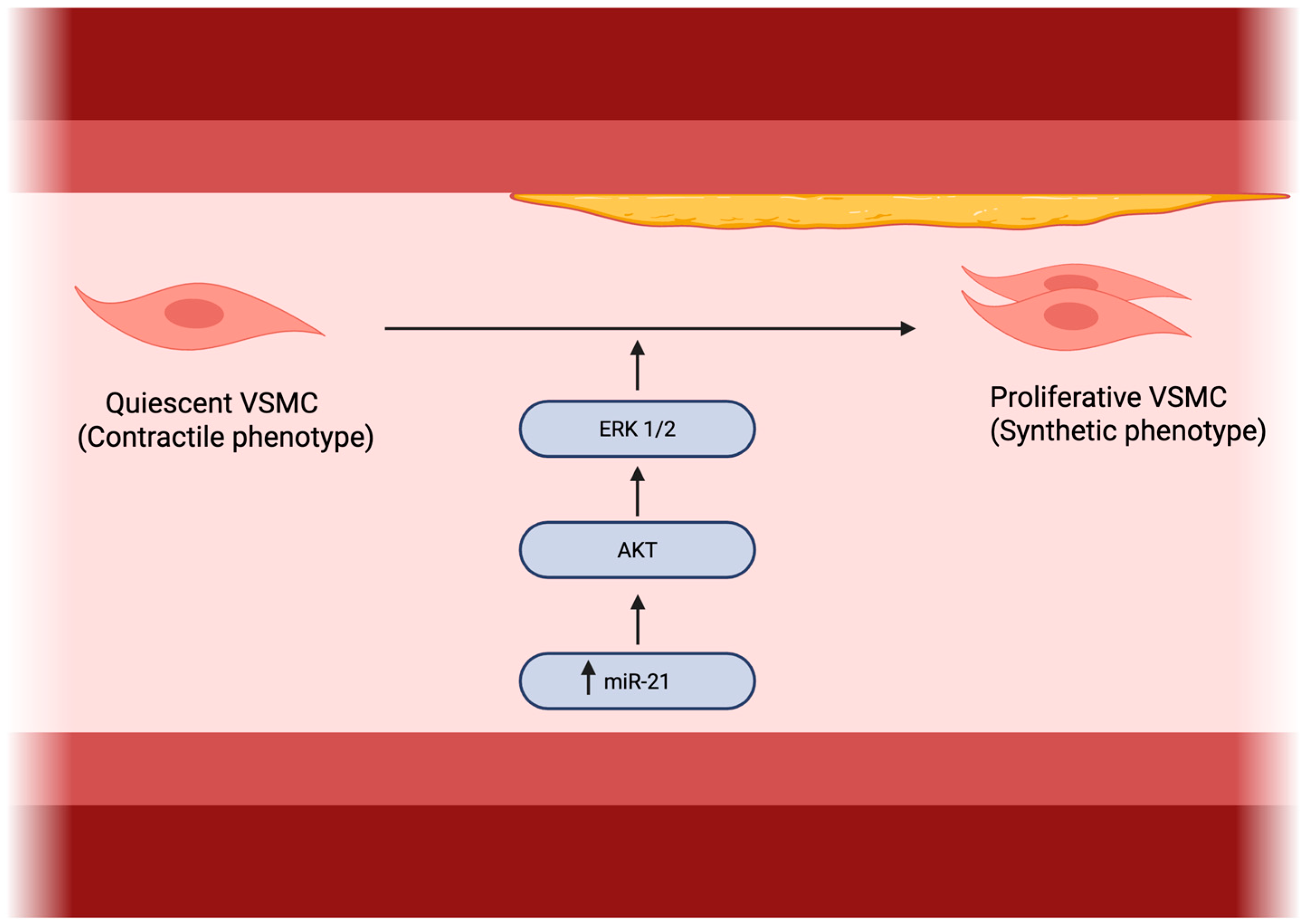 Med21 Localization Diagnostic, Prognostic and Therapeutic Utility of MicroRNA-21 in ...