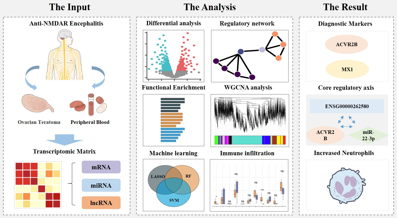 Integrated Transcriptomic and Machine Learning Analysis Reveals Immune ...