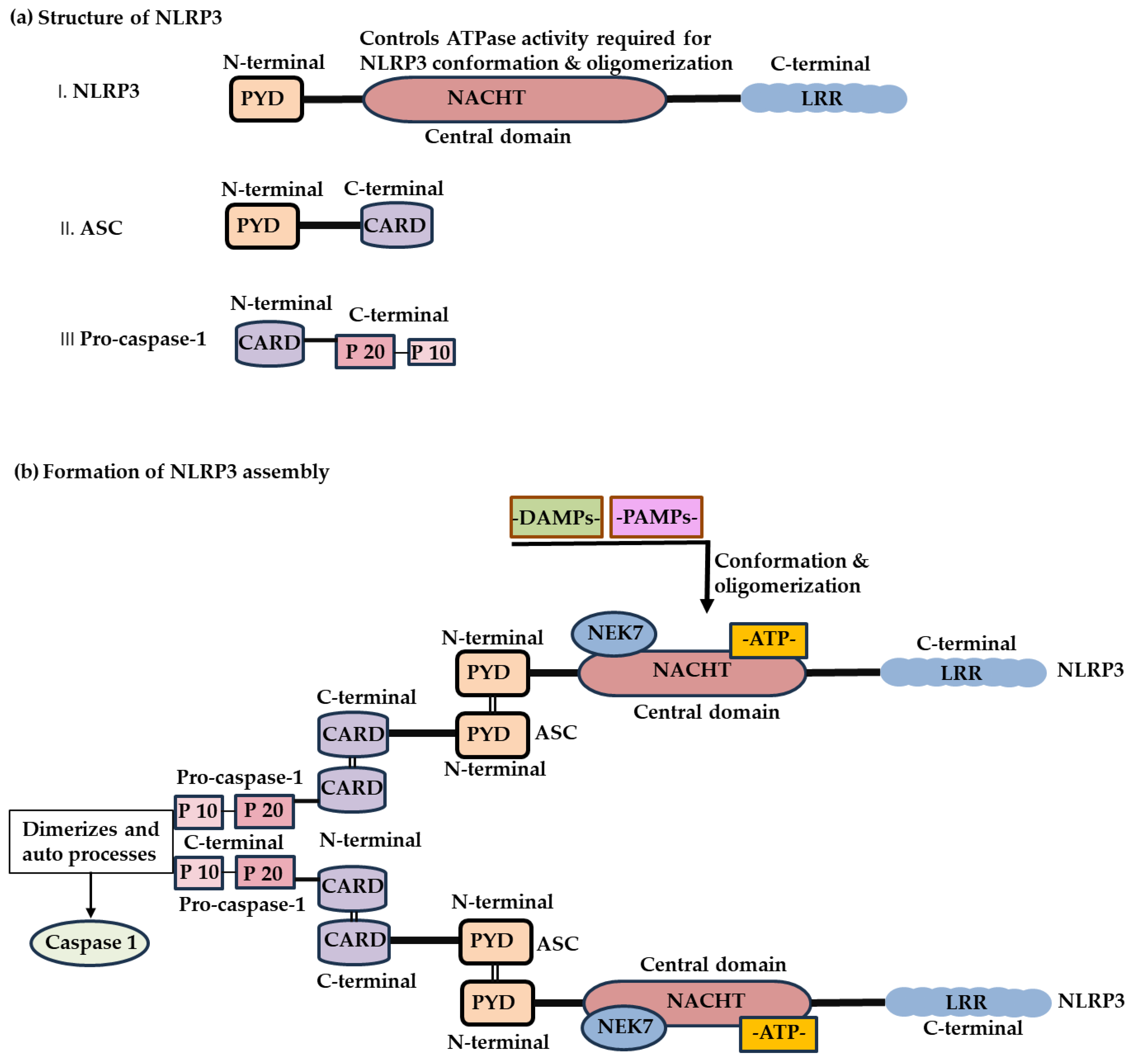 Emerging Role of the NLRP3 Inflammasome in the Onset of Oral Diseases ...