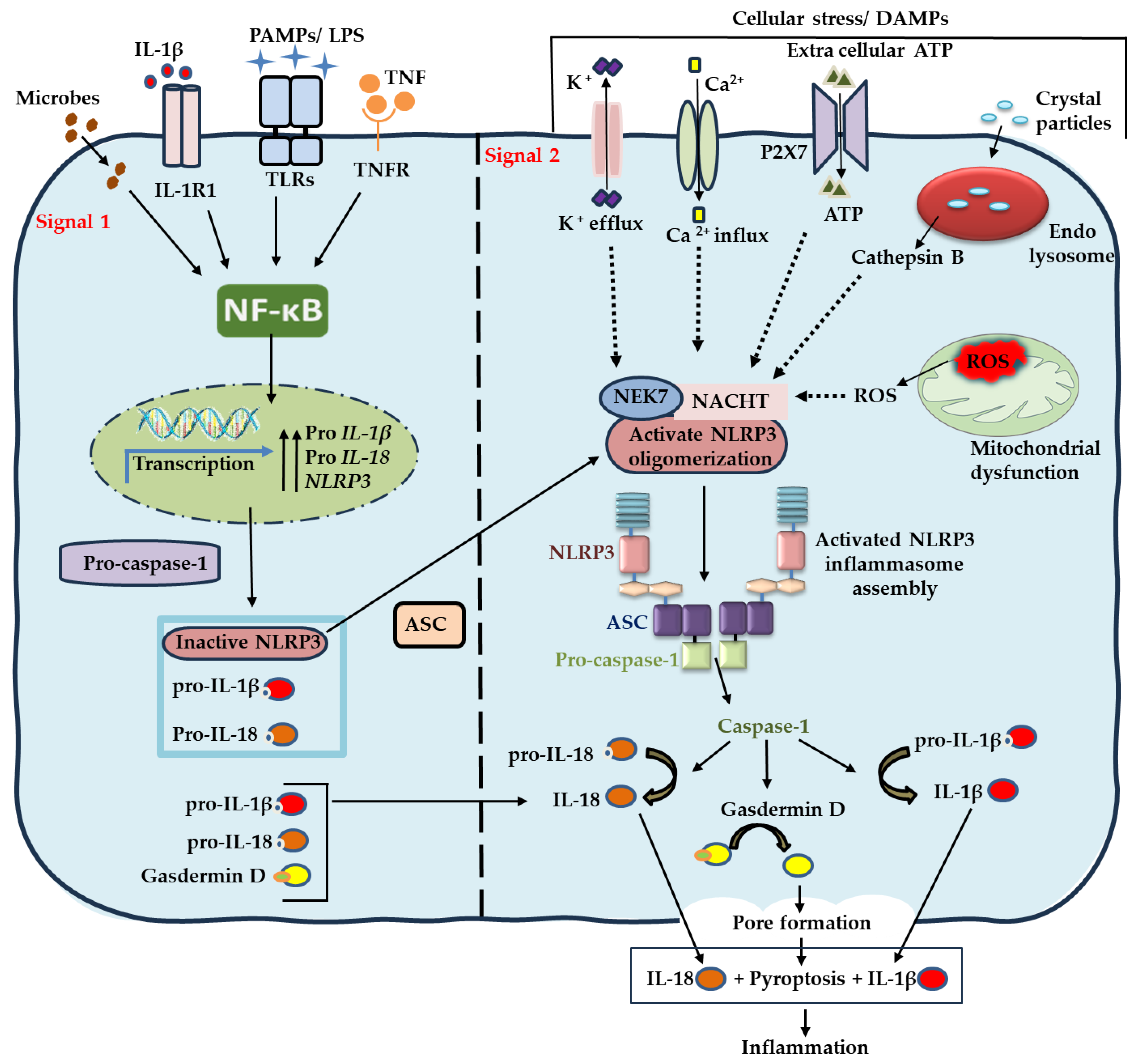 Emerging Role of the NLRP3 Inflammasome in the Onset of Oral Diseases ...