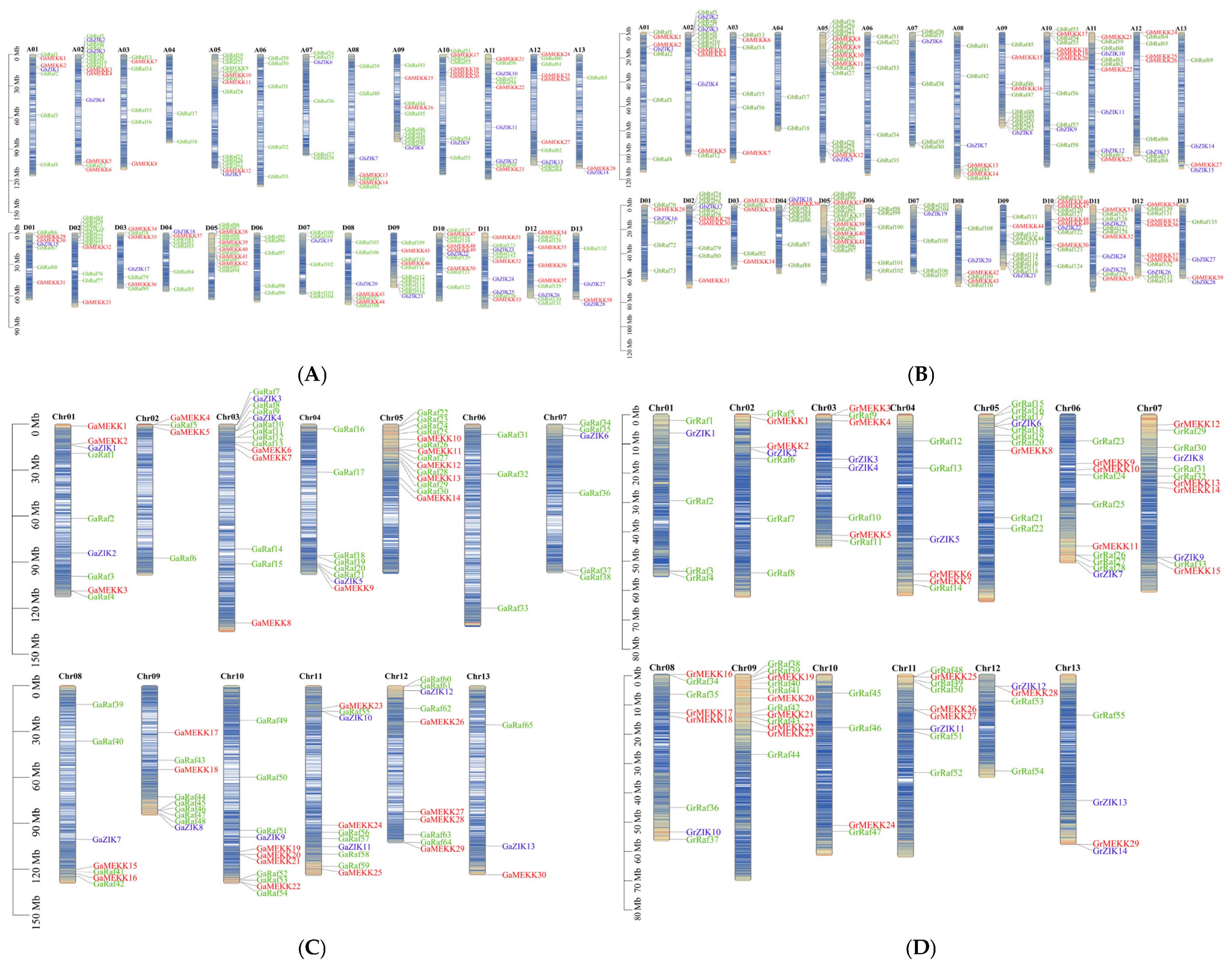 Genome-Wide Identification Analysis of the MAPKKK Gene Family in Cotton ...