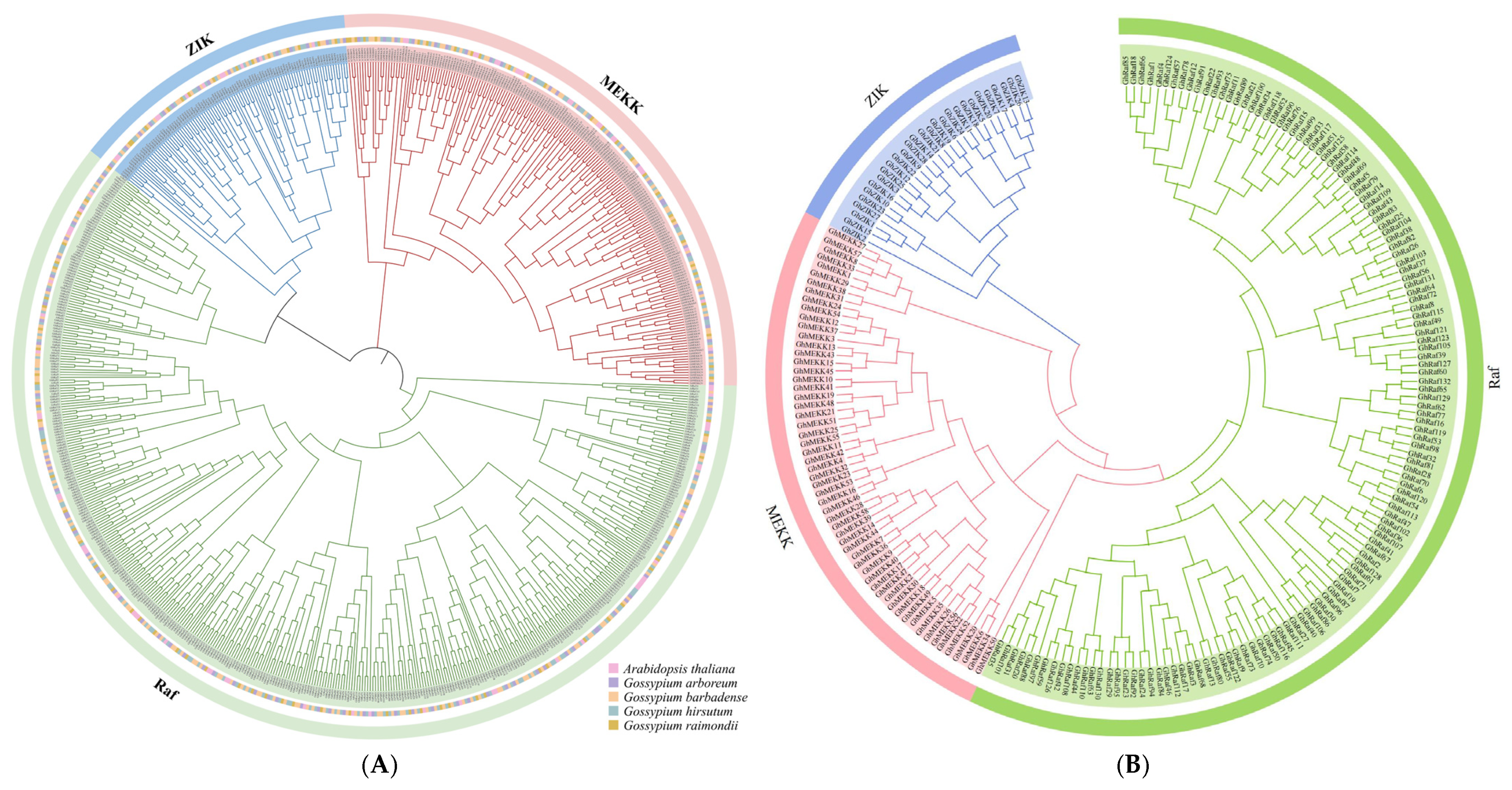 Genome-Wide Identification Analysis of the MAPKKK Gene Family in Cotton ...