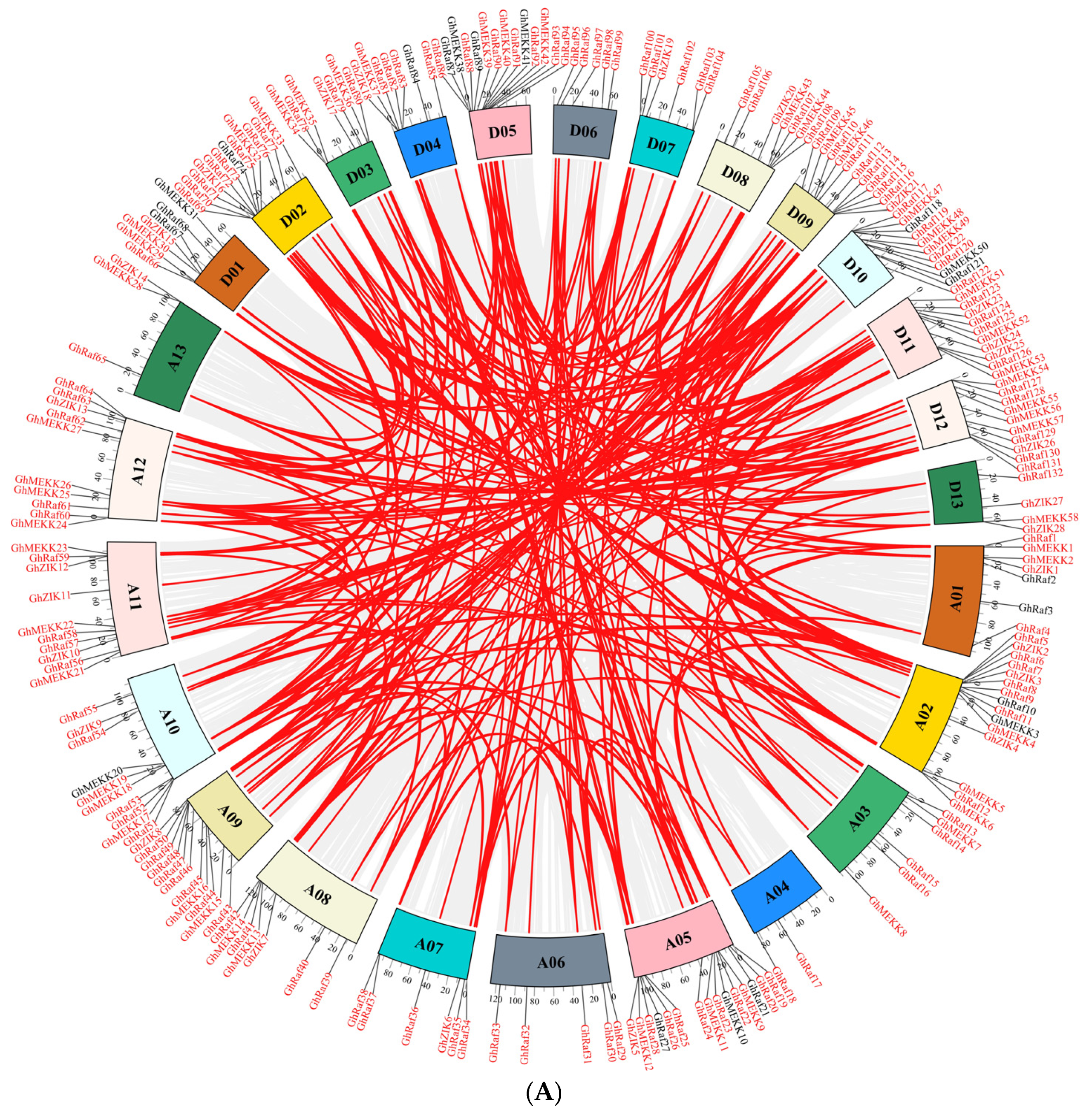 Genome-Wide Identification Analysis of the MAPKKK Gene Family in Cotton ...