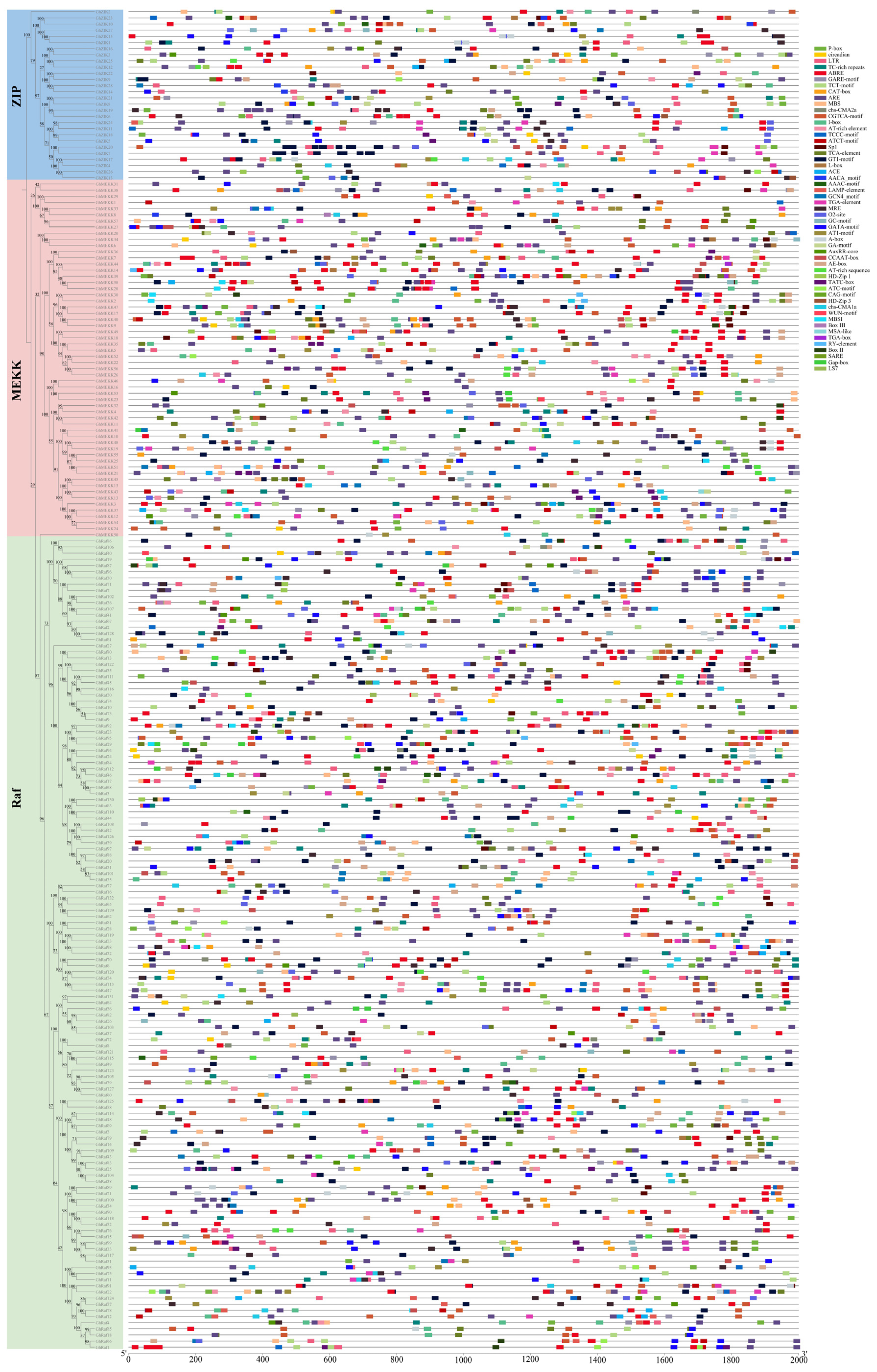 Genome-Wide Identification Analysis of the MAPKKK Gene Family in Cotton ...