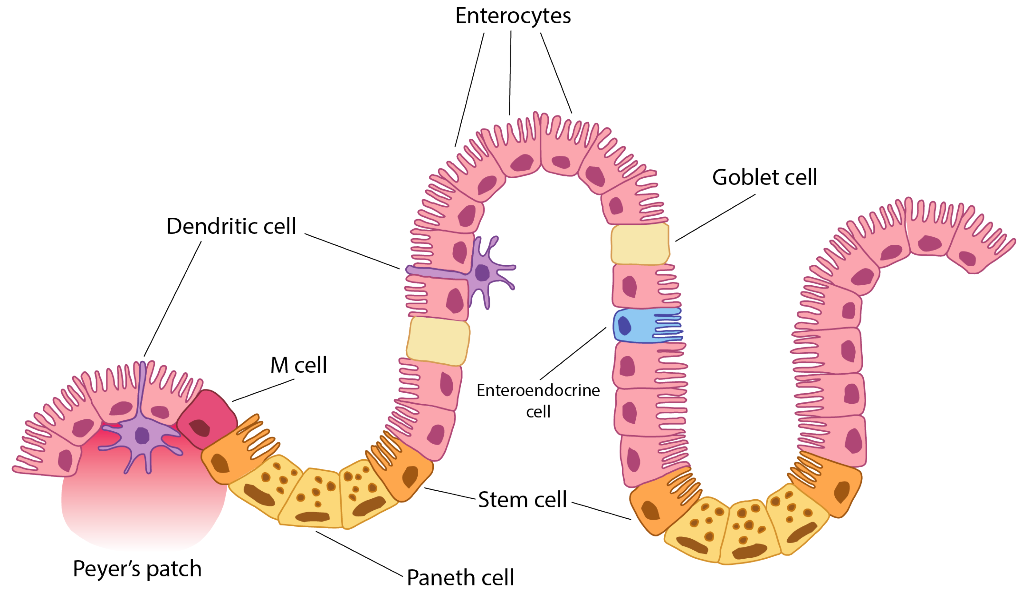 Enterocyte Autoantibodies (GECAs) and HLA: Their Relationship with HIV ...