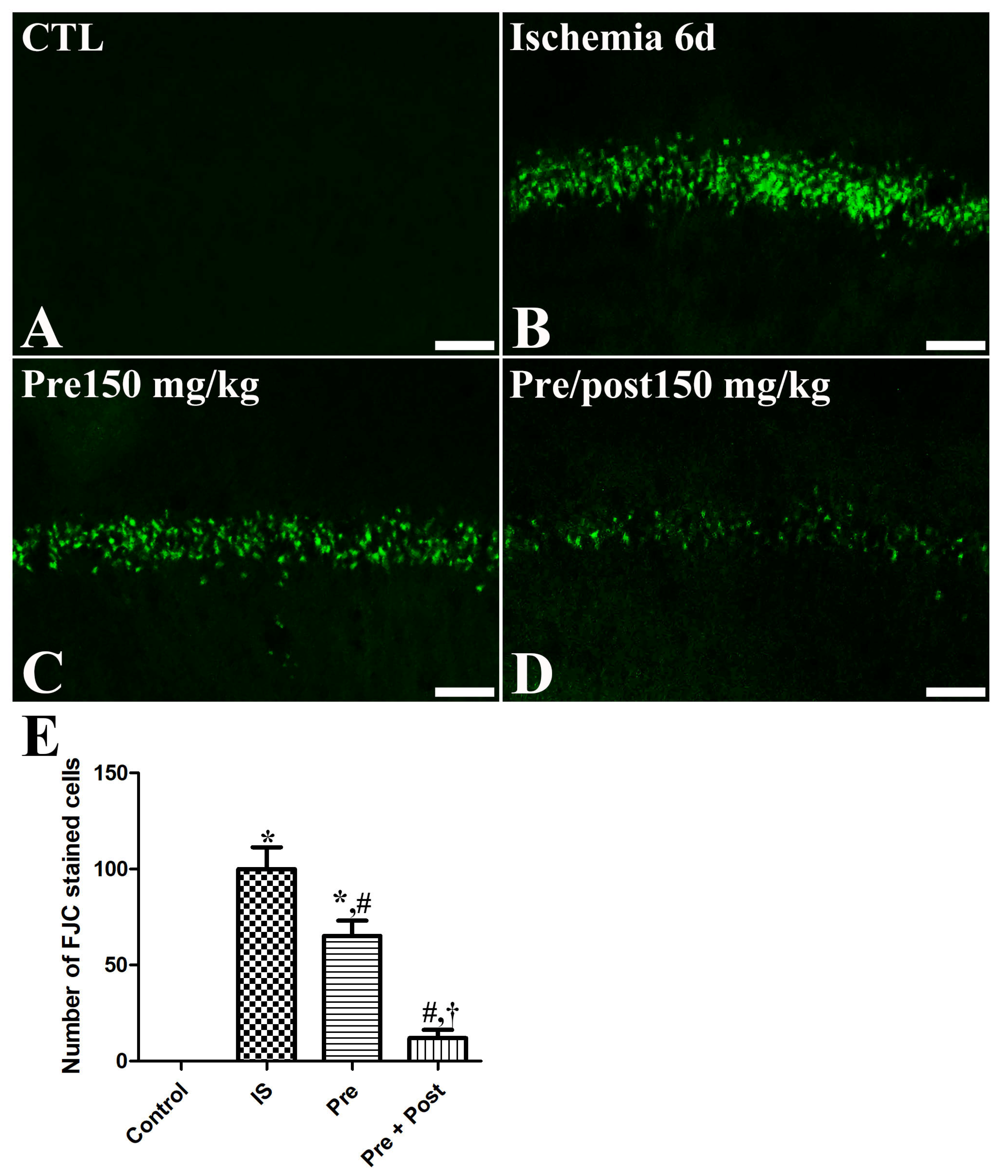 Effects of Pre- and Post-Supplementation of Taurine in the Hippocampus ...