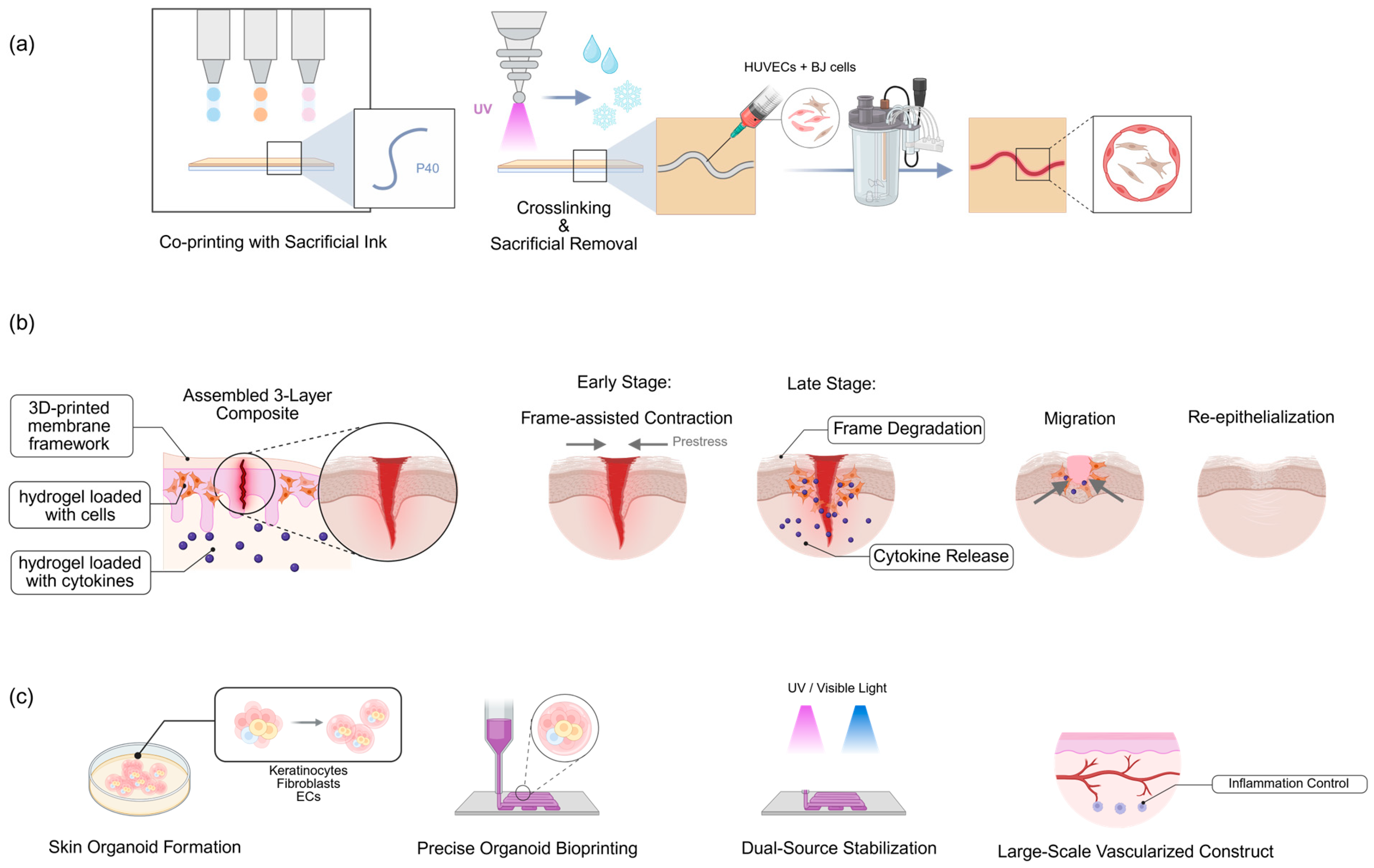 Research Progress on Construction Technology of 3D Human Skin Models ...