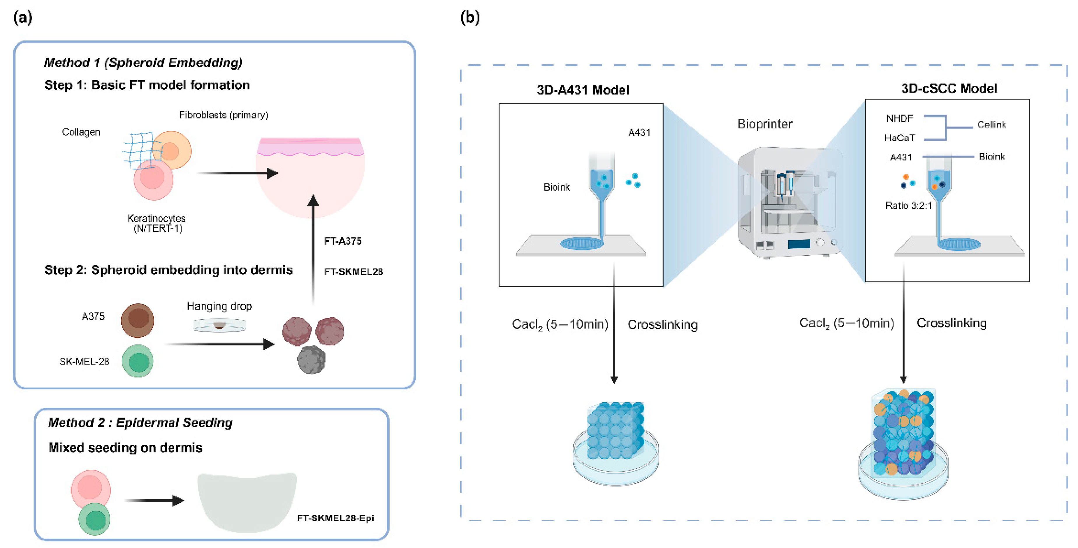 Research Progress on Construction Technology of 3D Human Skin Models ...