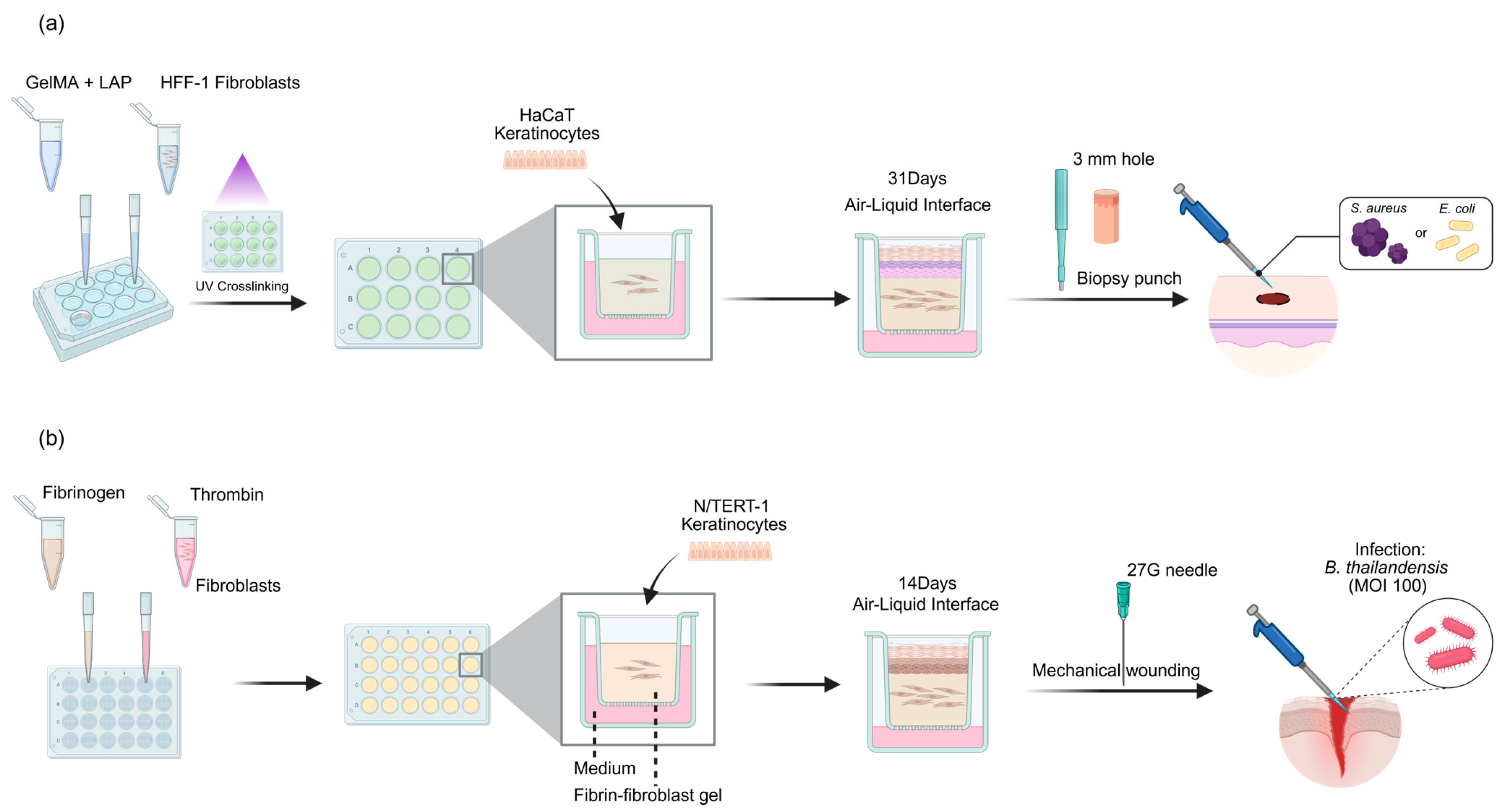 Research Progress on Construction Technology of 3D Human Skin Models ...
