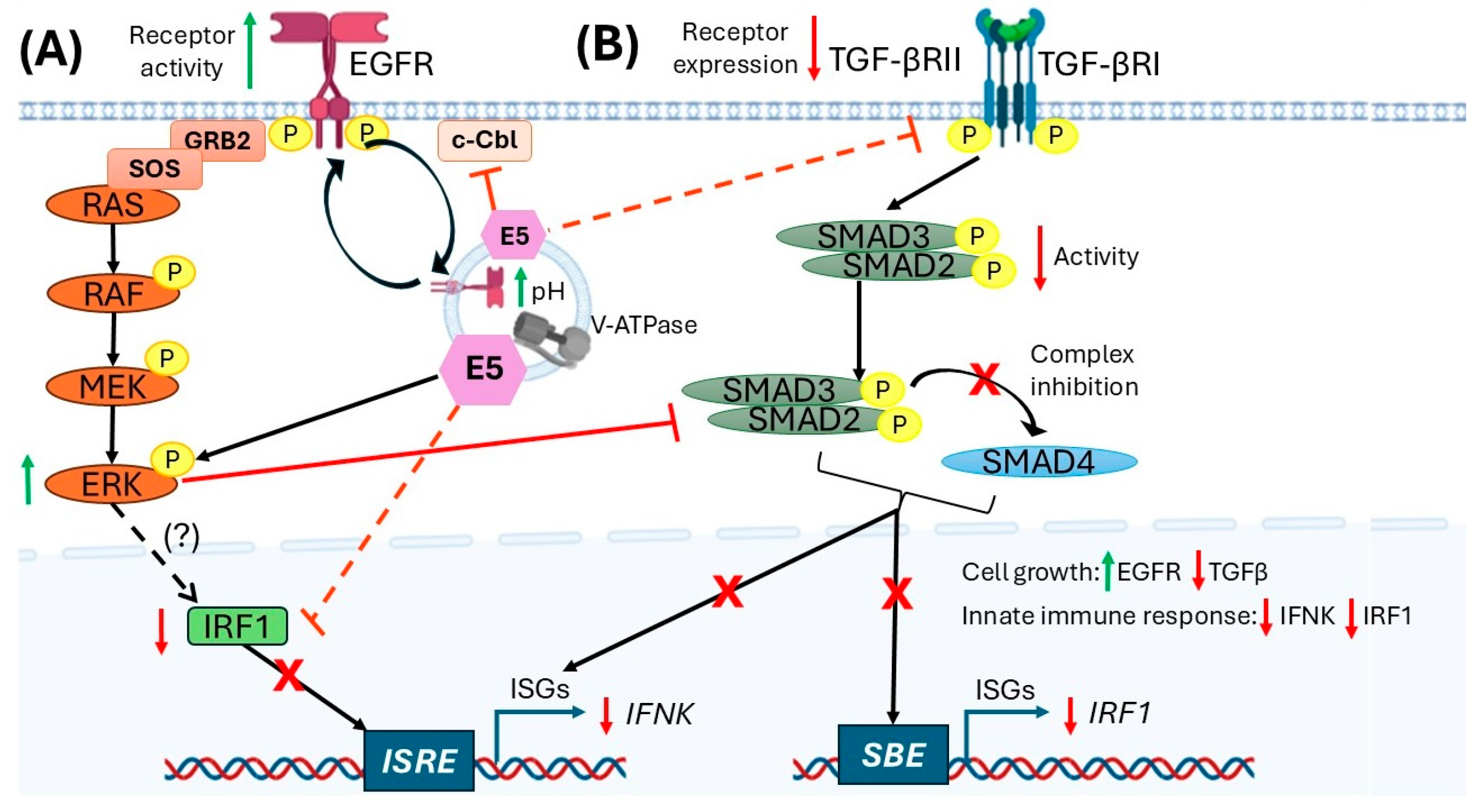 Role of E5 from HPV16 in the Evasion of the Immune Response