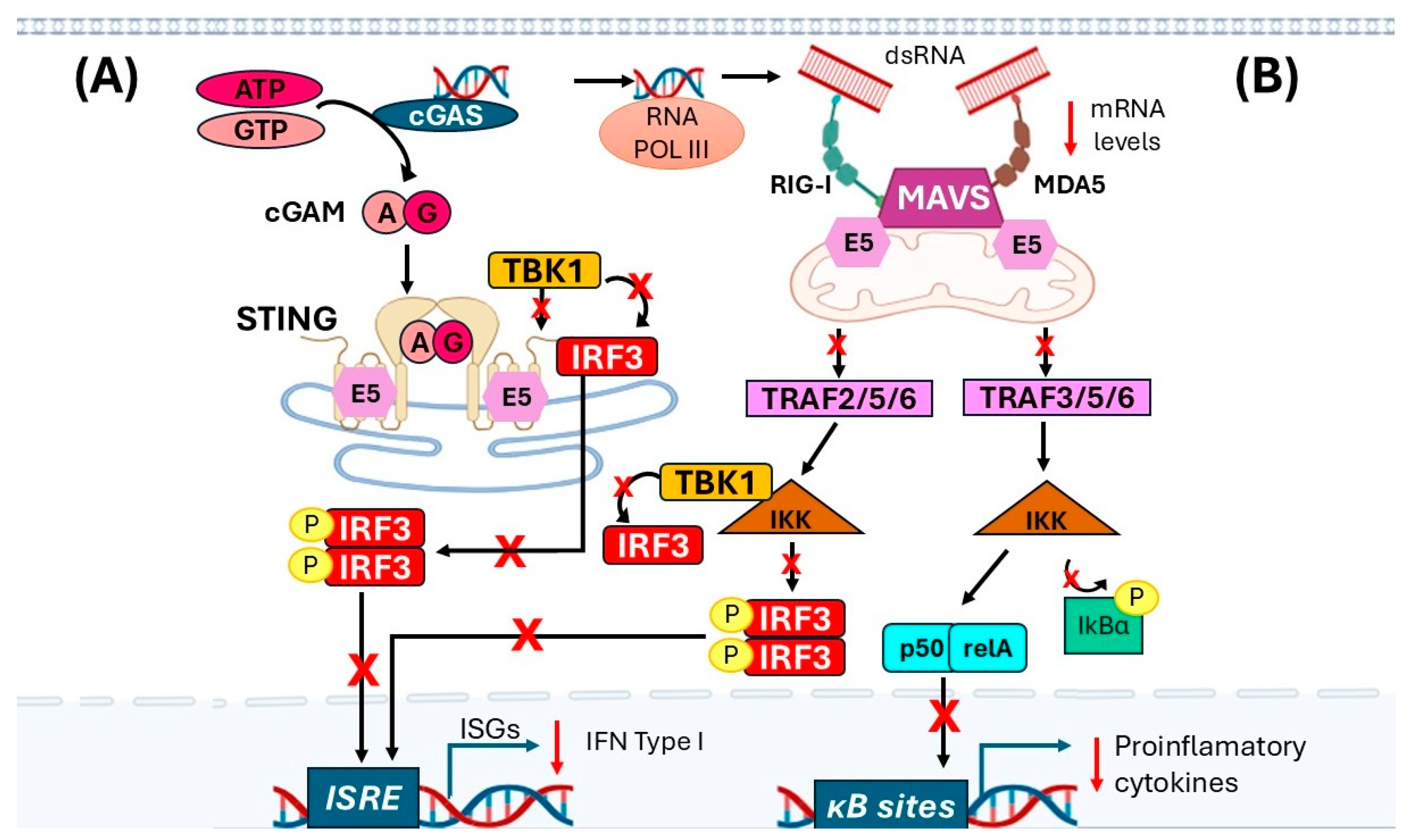 Role of E5 from HPV16 in the Evasion of the Immune Response